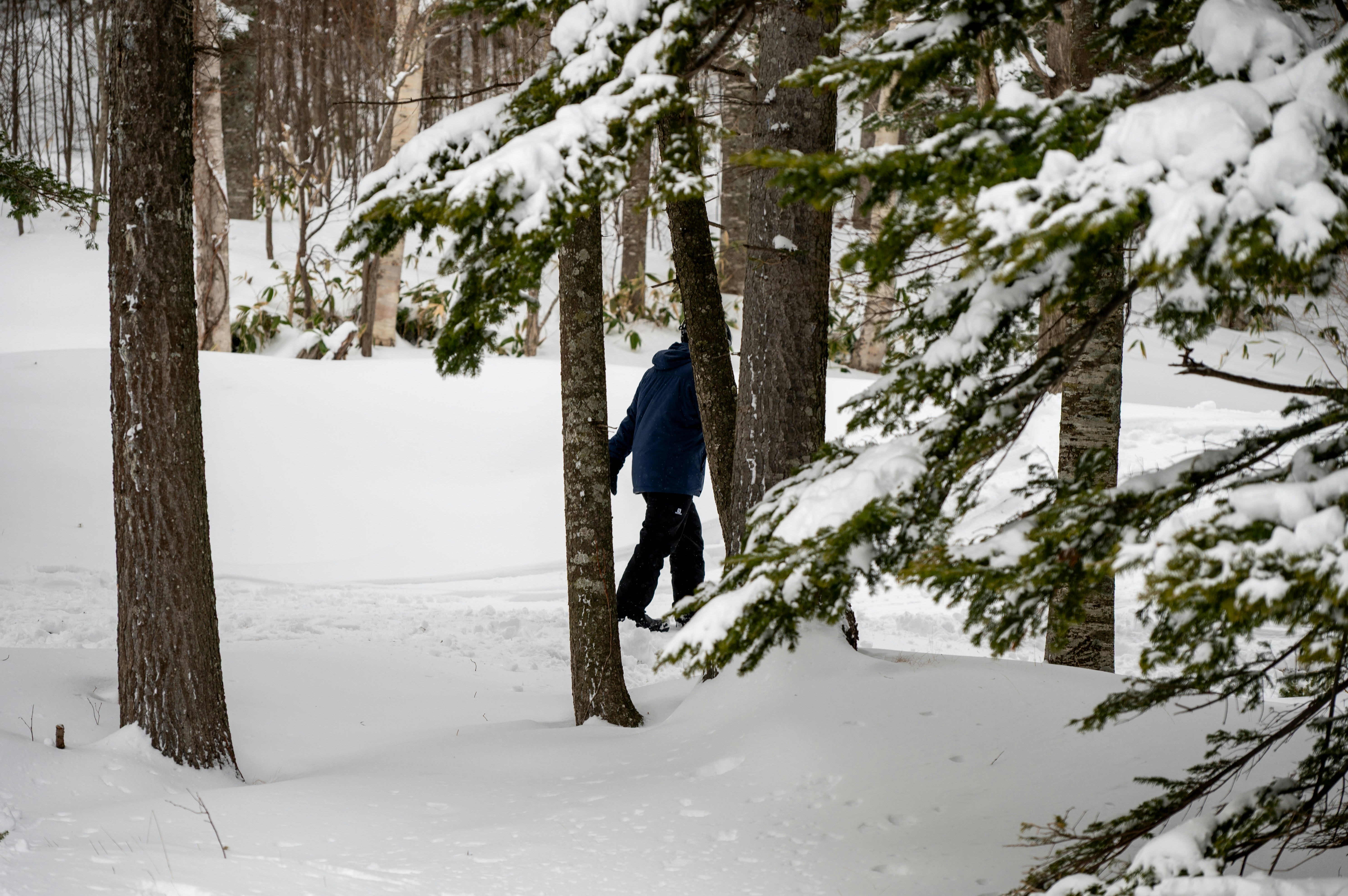 Photo by turquocabbit