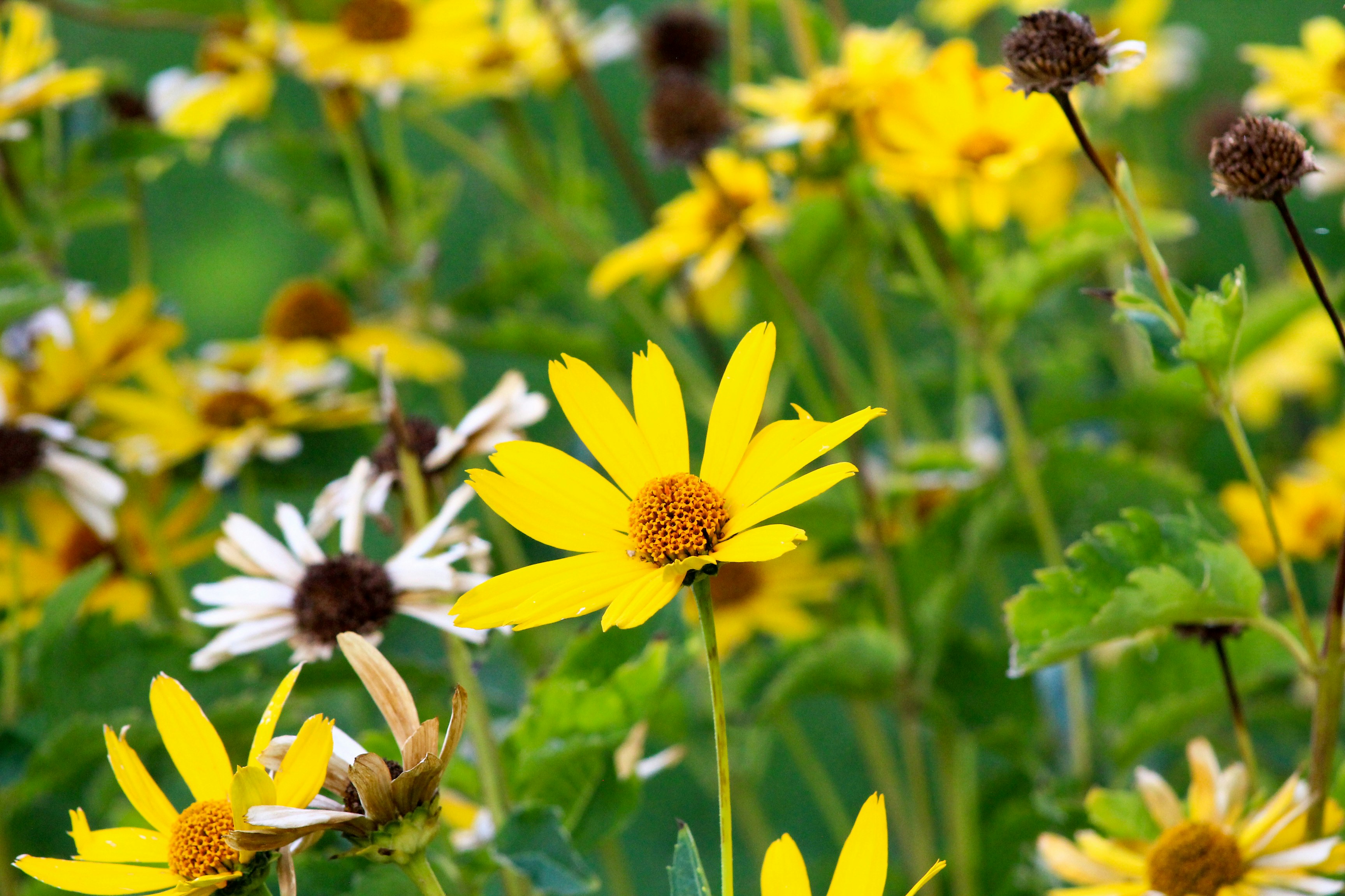 Photo by nwilloughby