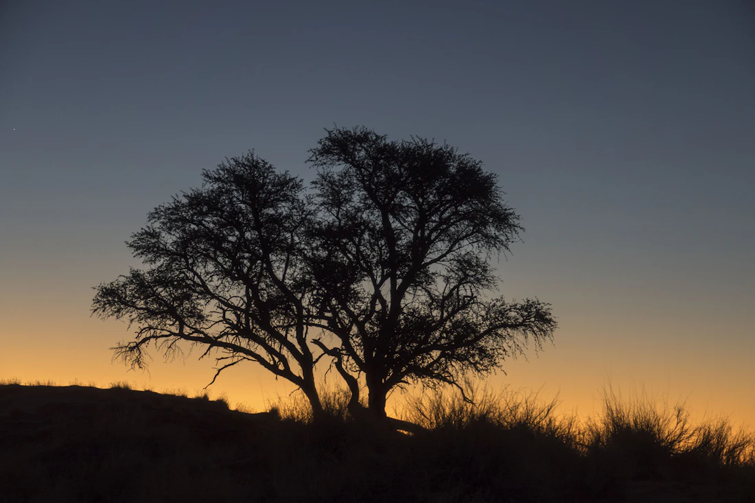 Acacia trees silhouetted against a dusk sky