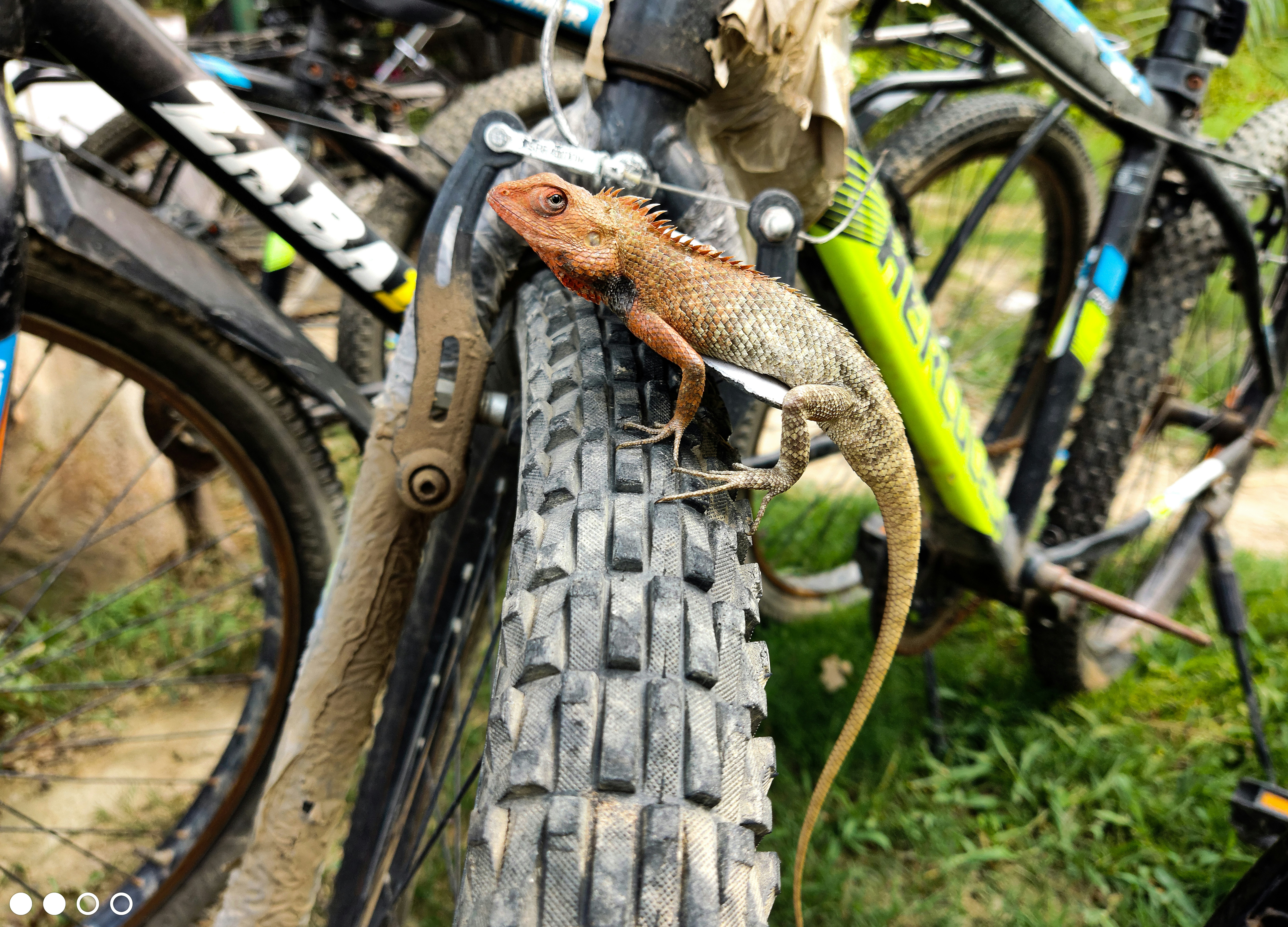 自転車のタイヤの上でトカゲが休んでいます。