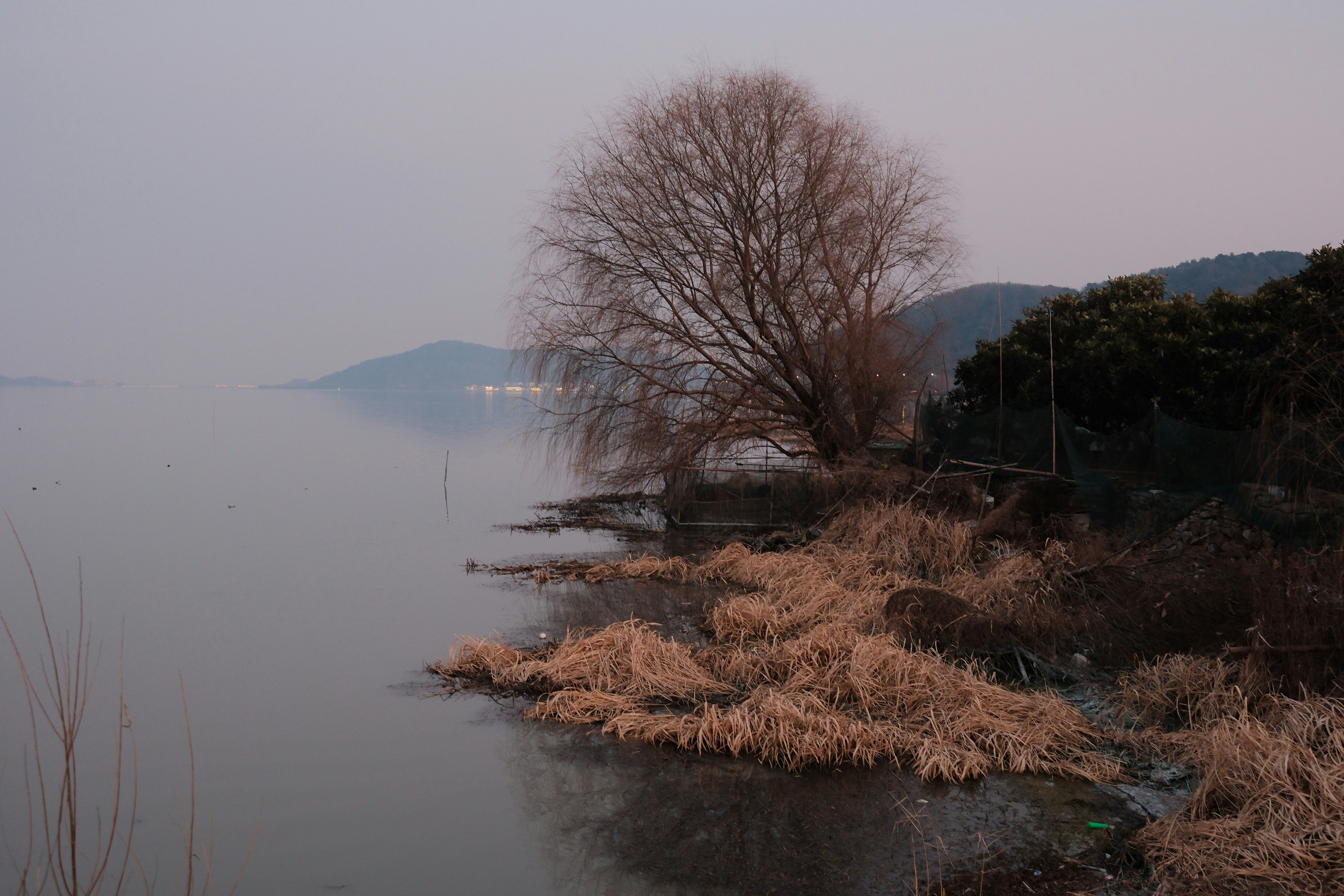 Kahler Baum an einem nebligen Seeufer in der Abenddämmerung
