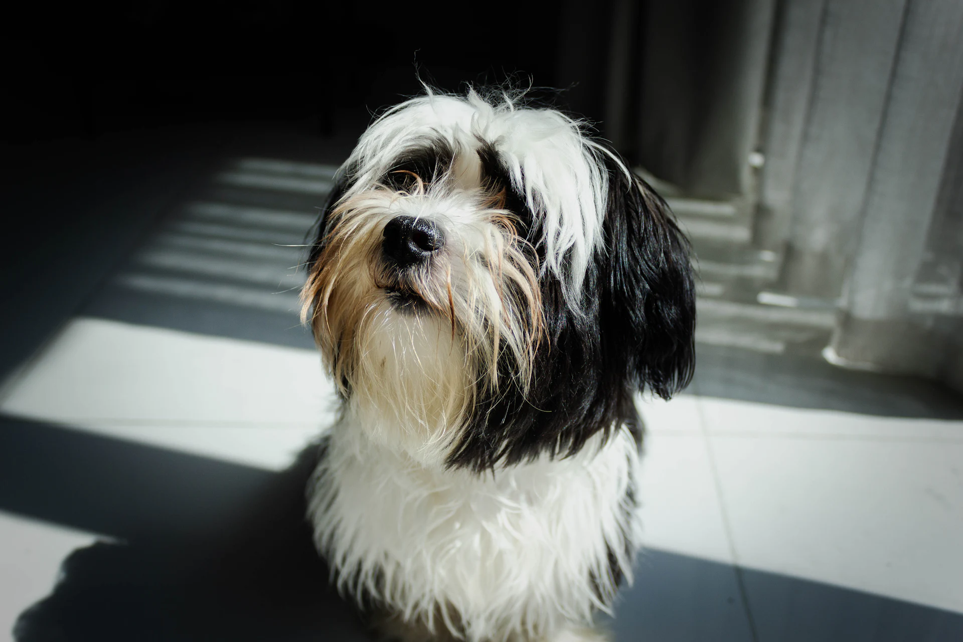 A Havanese