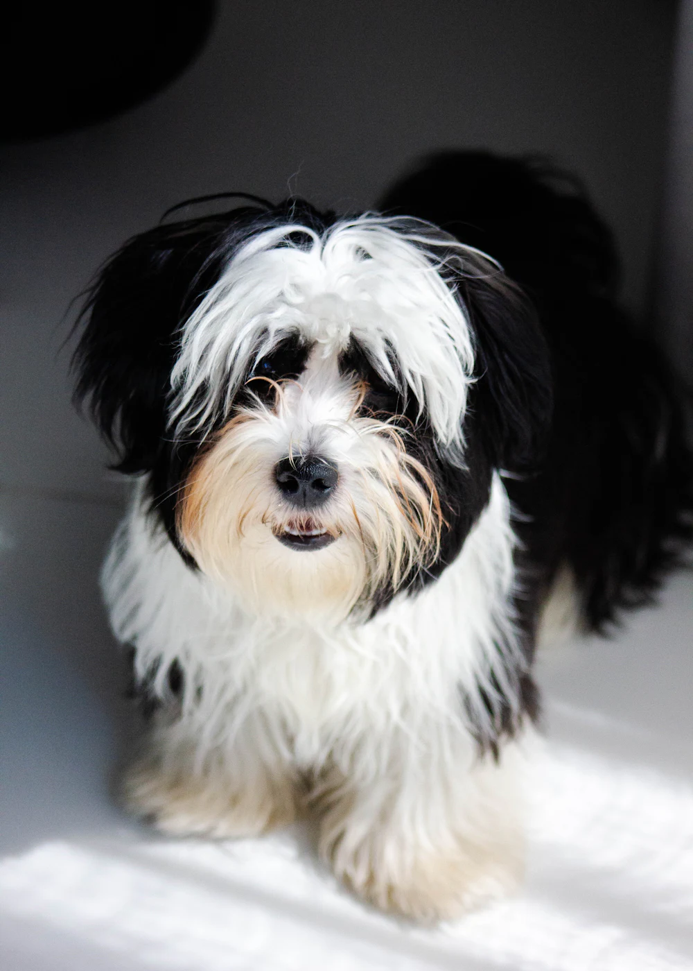 Havanese, photo 3