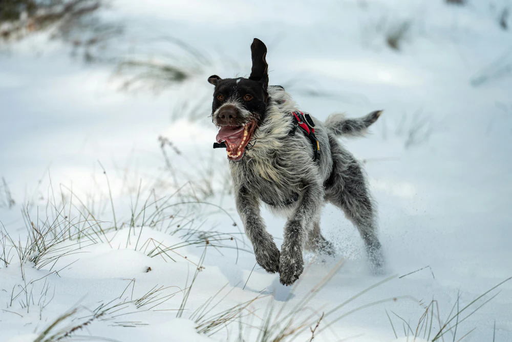 German Wirehaired Pointer, photo 1