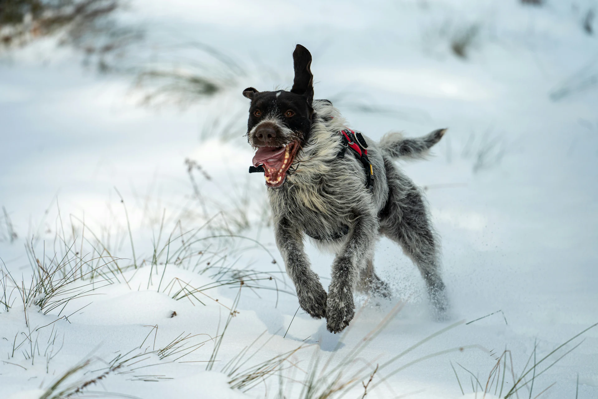 A German Wirehaired Pointer