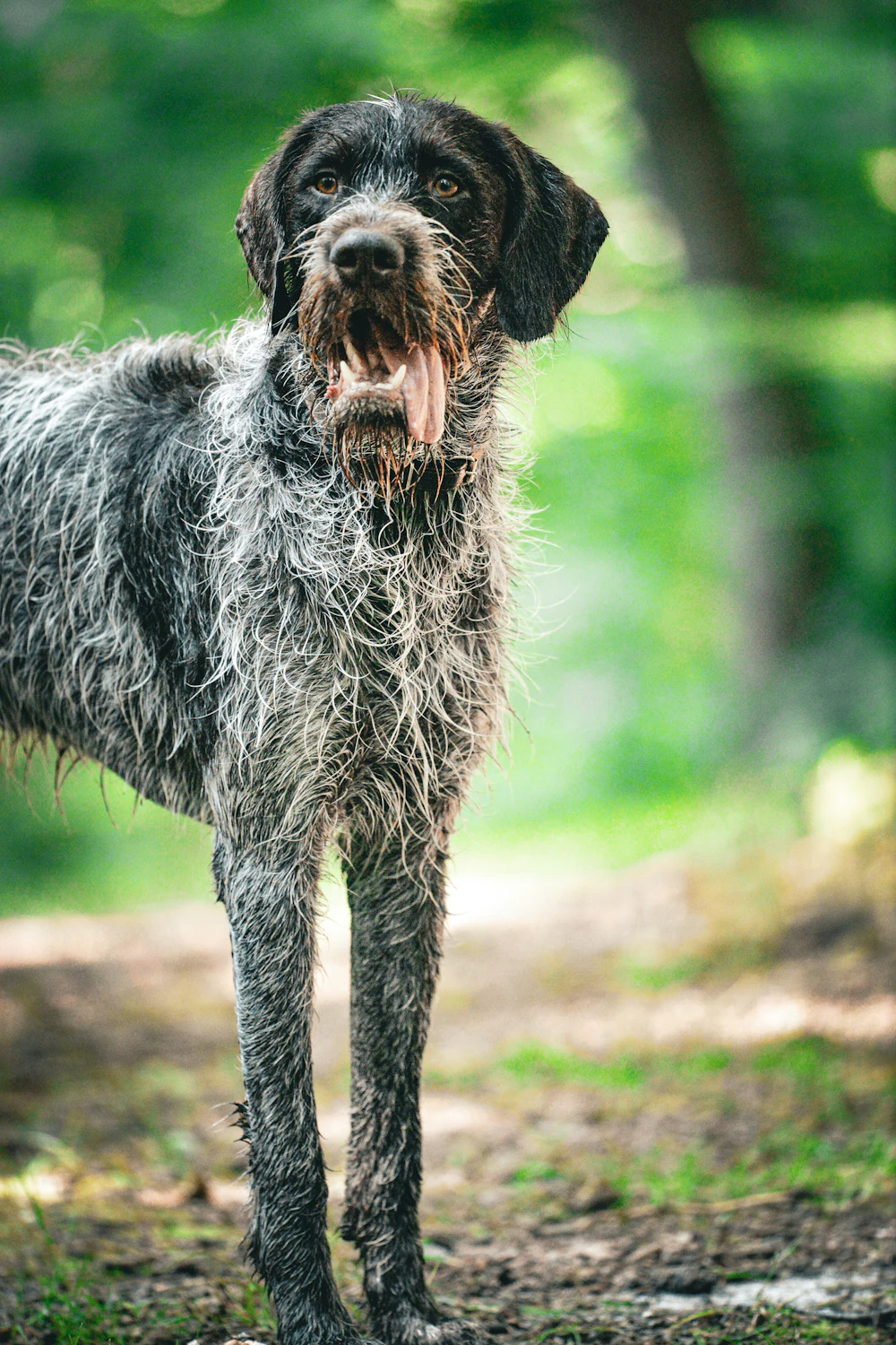German Wirehaired Pointer, photo 4