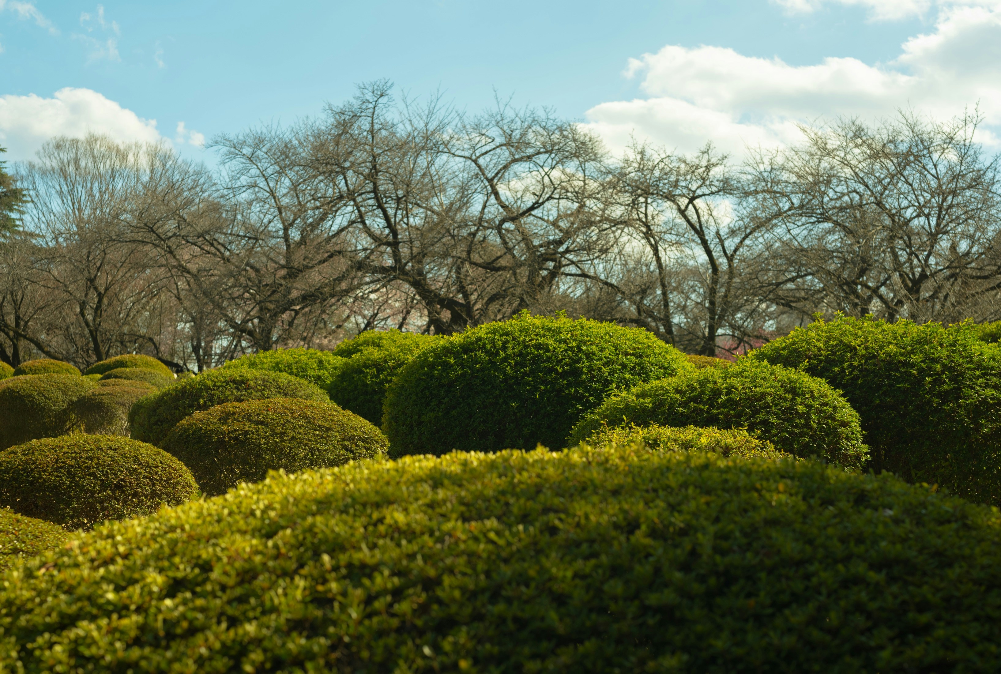 Rounded green bushes under bare trees and sky photo – Free Spring Image ...