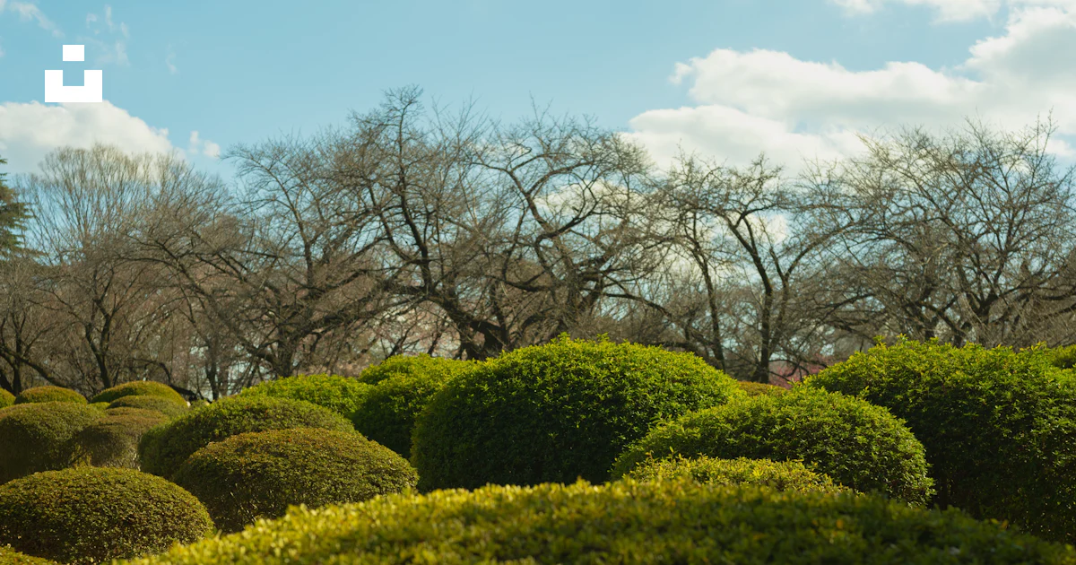 Rounded green bushes under bare trees and sky photo – Free Spring Image ...
