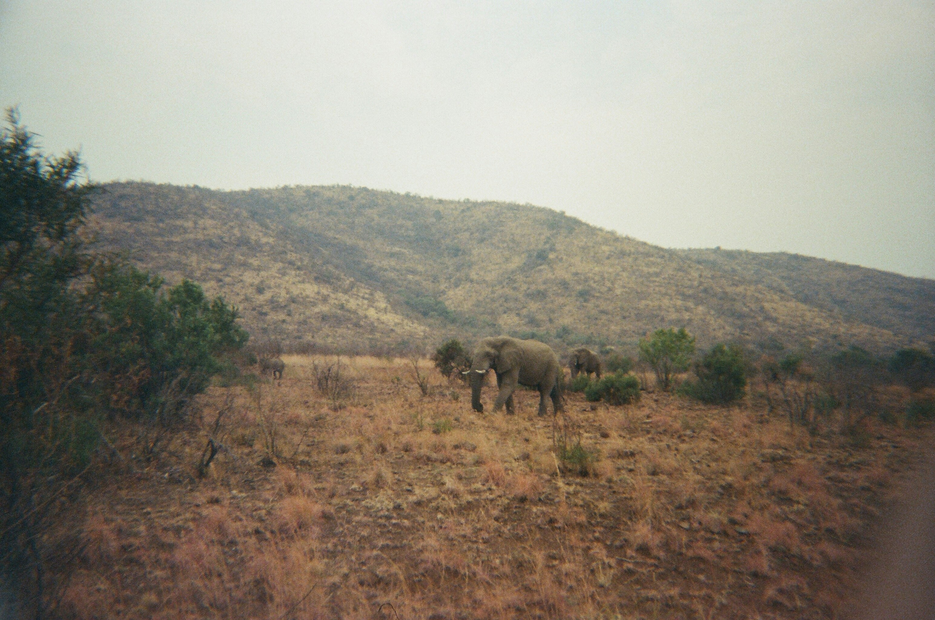 Elephants in a dry, grassy landscape with hills.