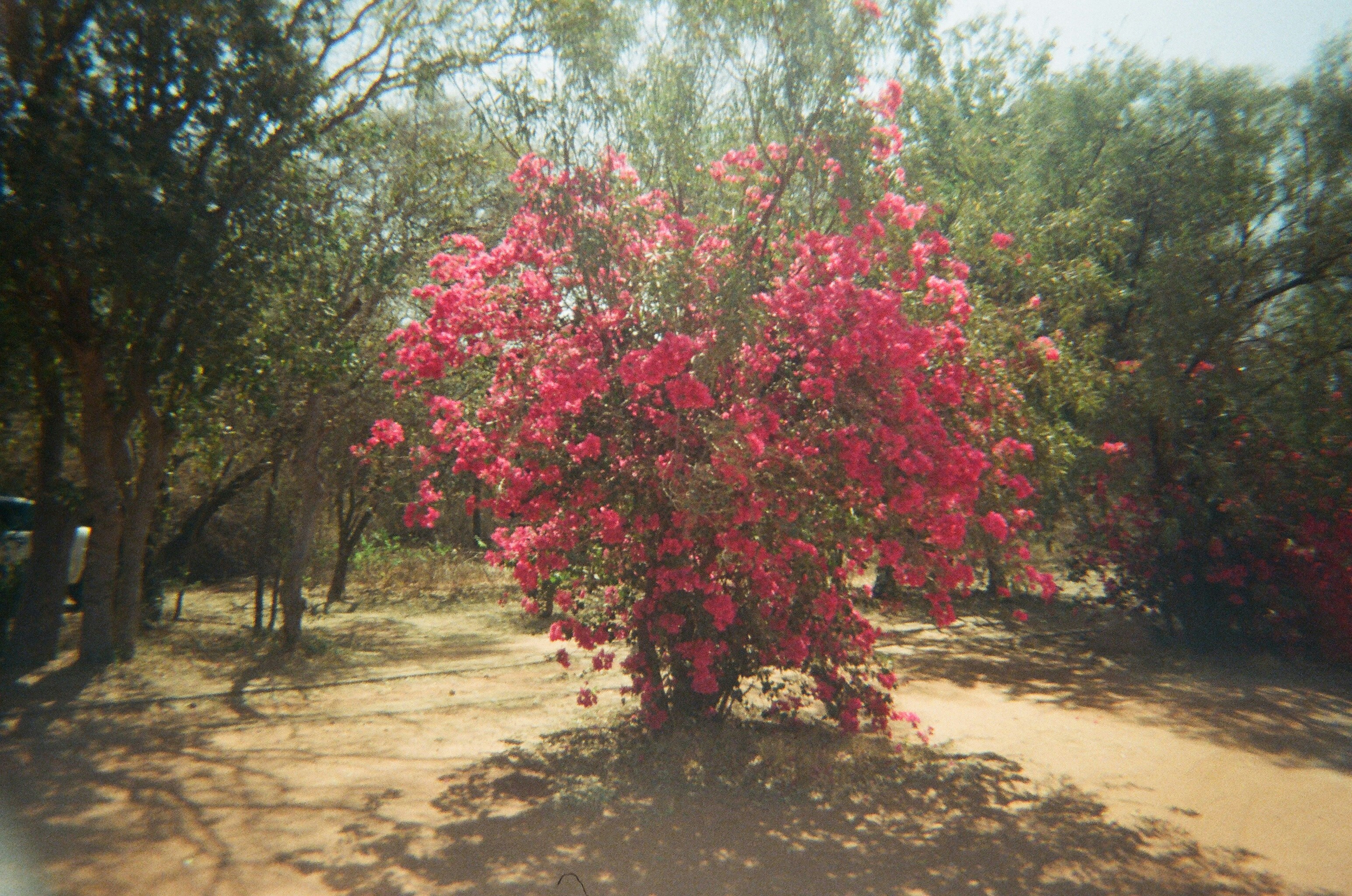 A bush with bright pink flowers in a dry landscape.