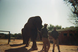 Two people stand near a large elephant outdoors.