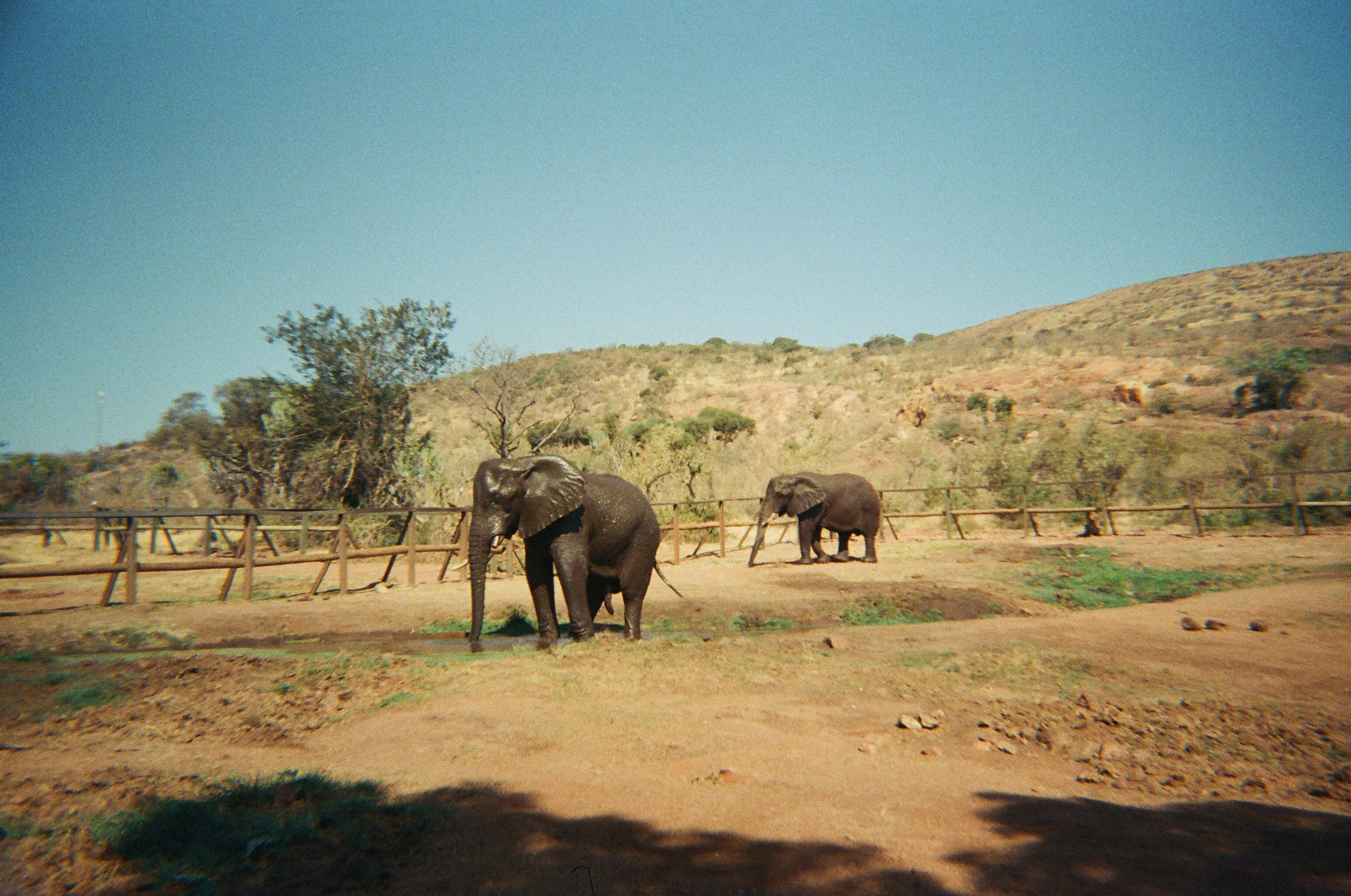 Two elephants stand in a dry, grassy enclosure.