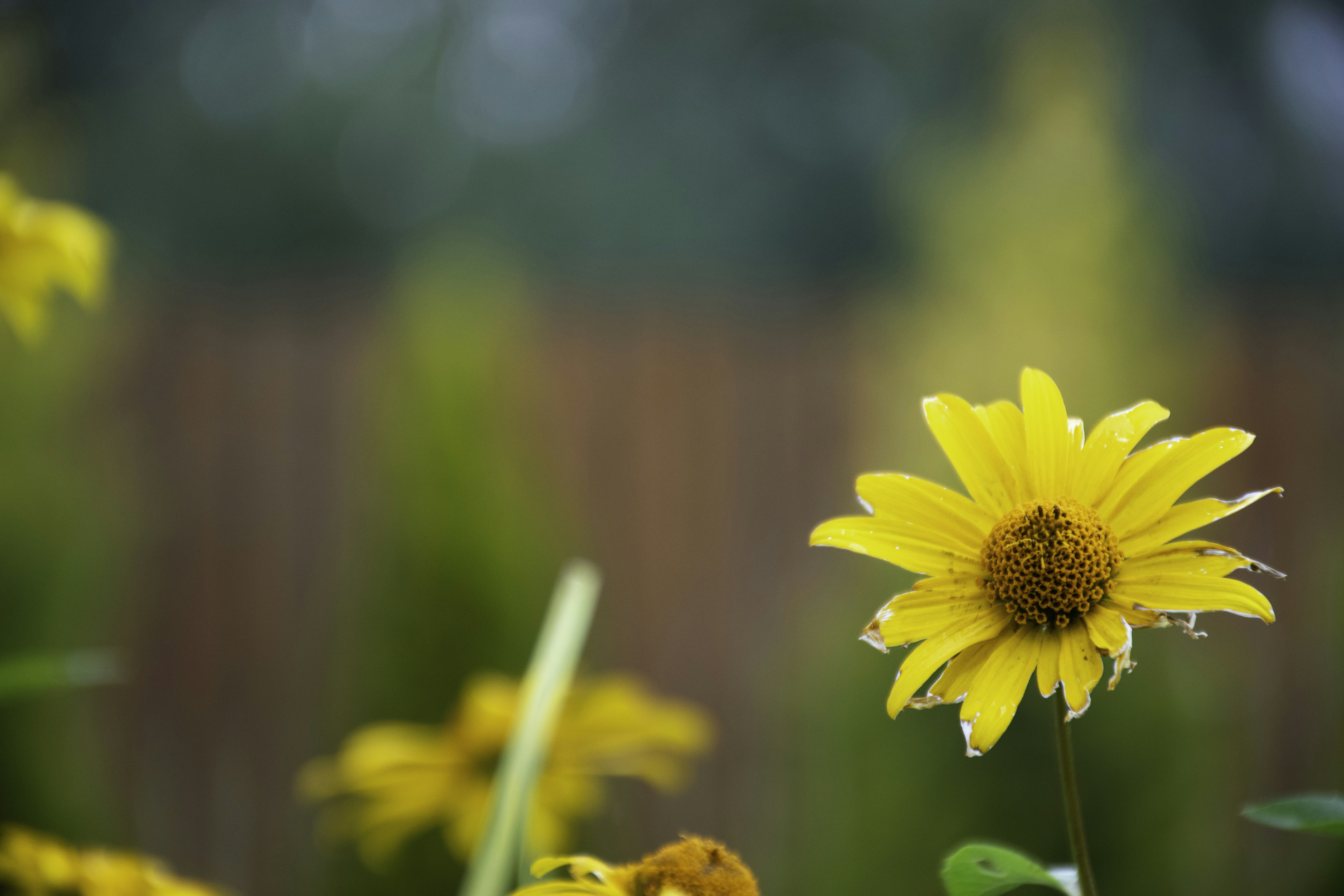 Photo by adam_skrinnikoff