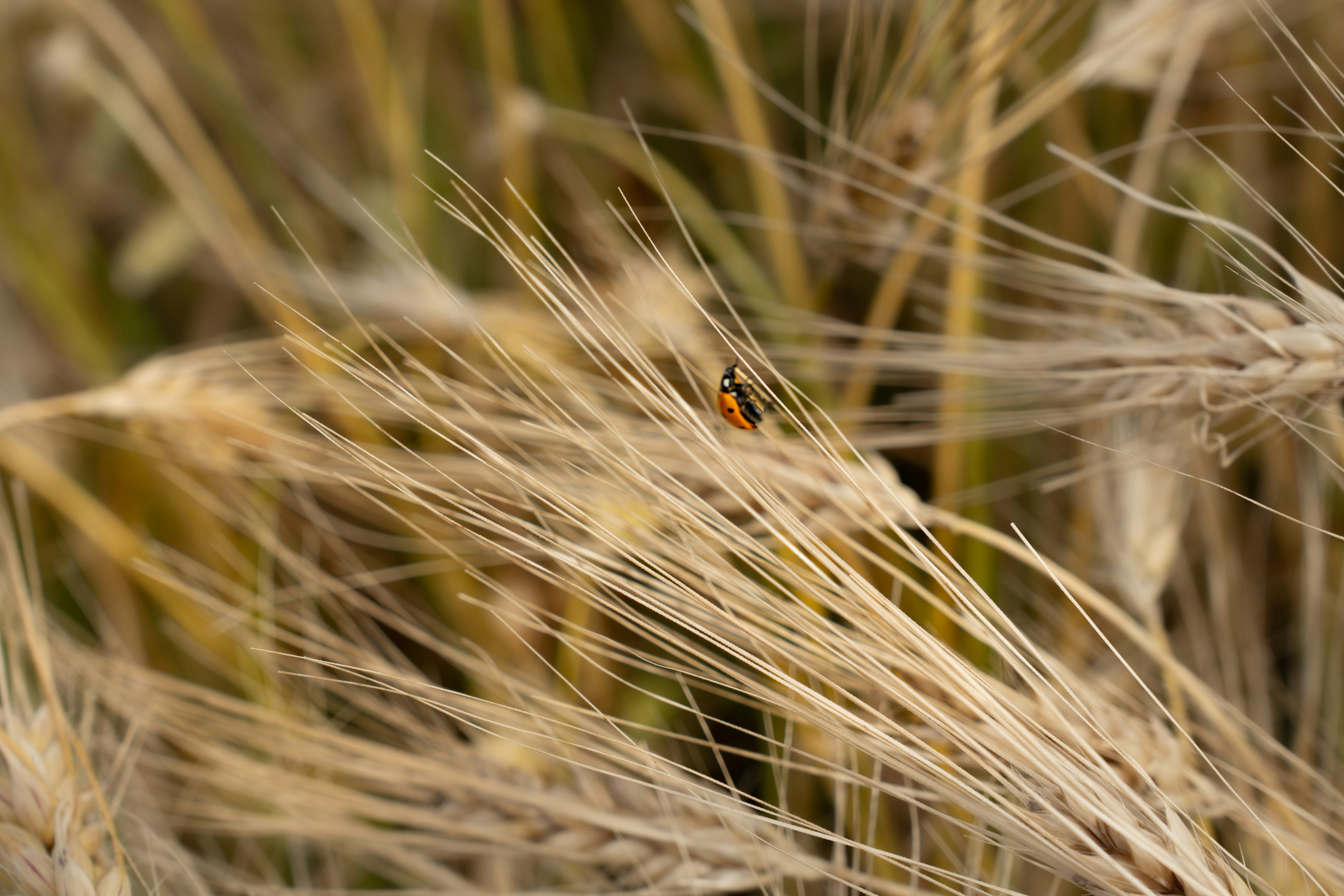 A ladybug on a stalk of wheat.