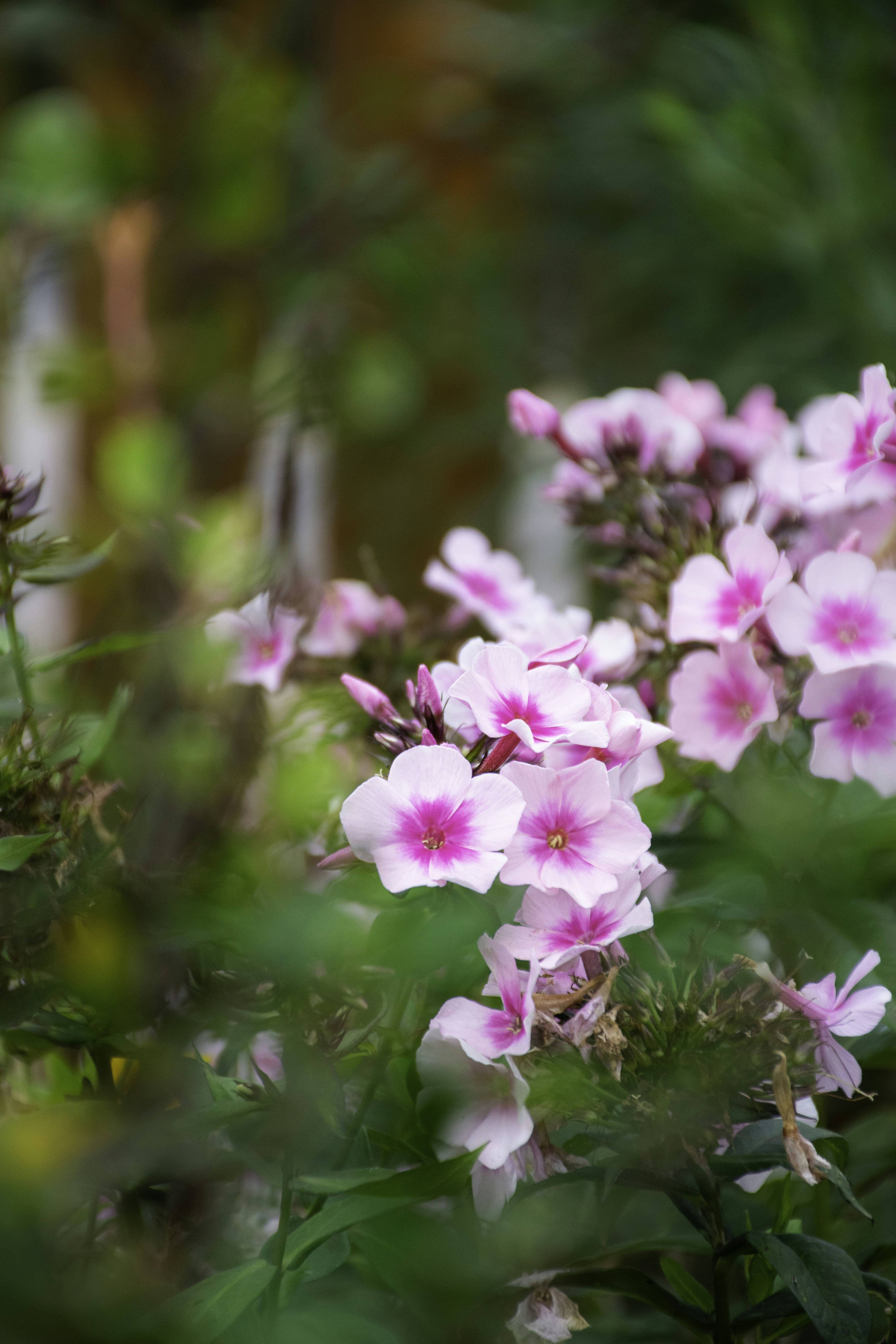 Photo by adam_skrinnikoff