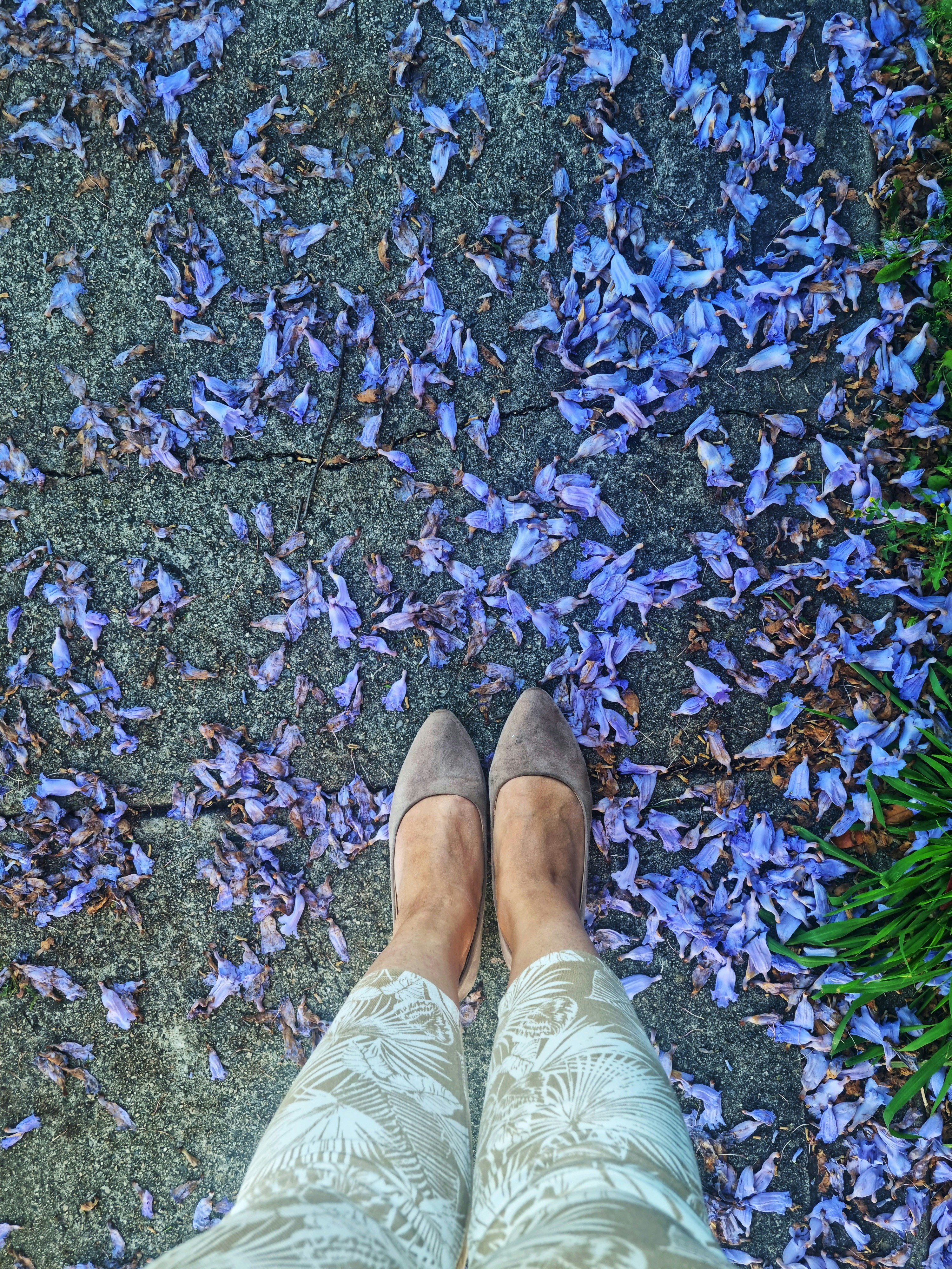 Feet standing on a path covered with purple flowers