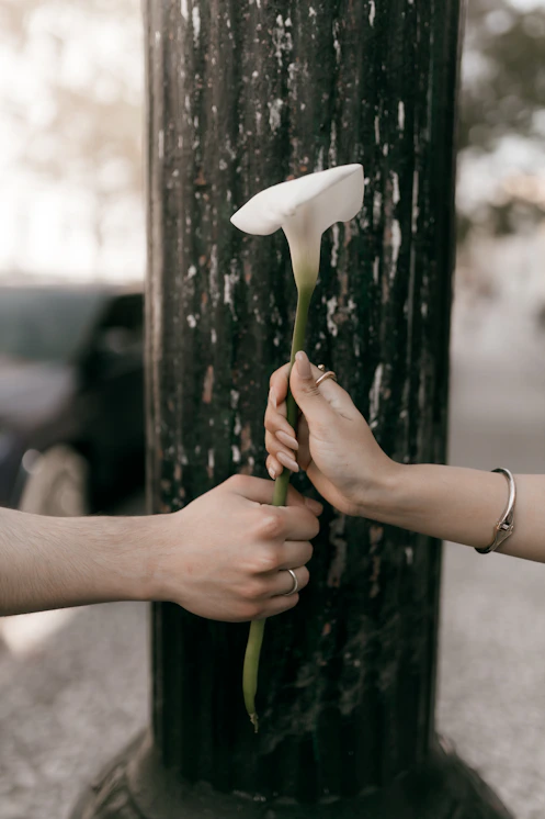 Two hands exchange a white calla lily near a lamppost.