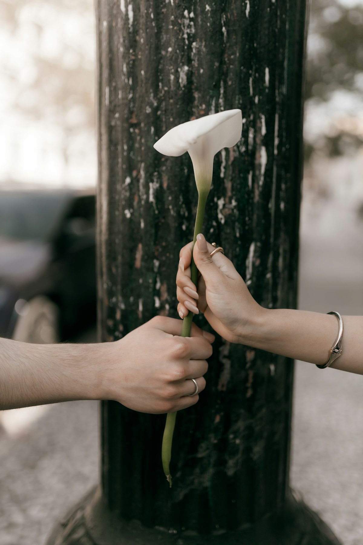 Two hands exchanging a single white calla lily on a quiet street.