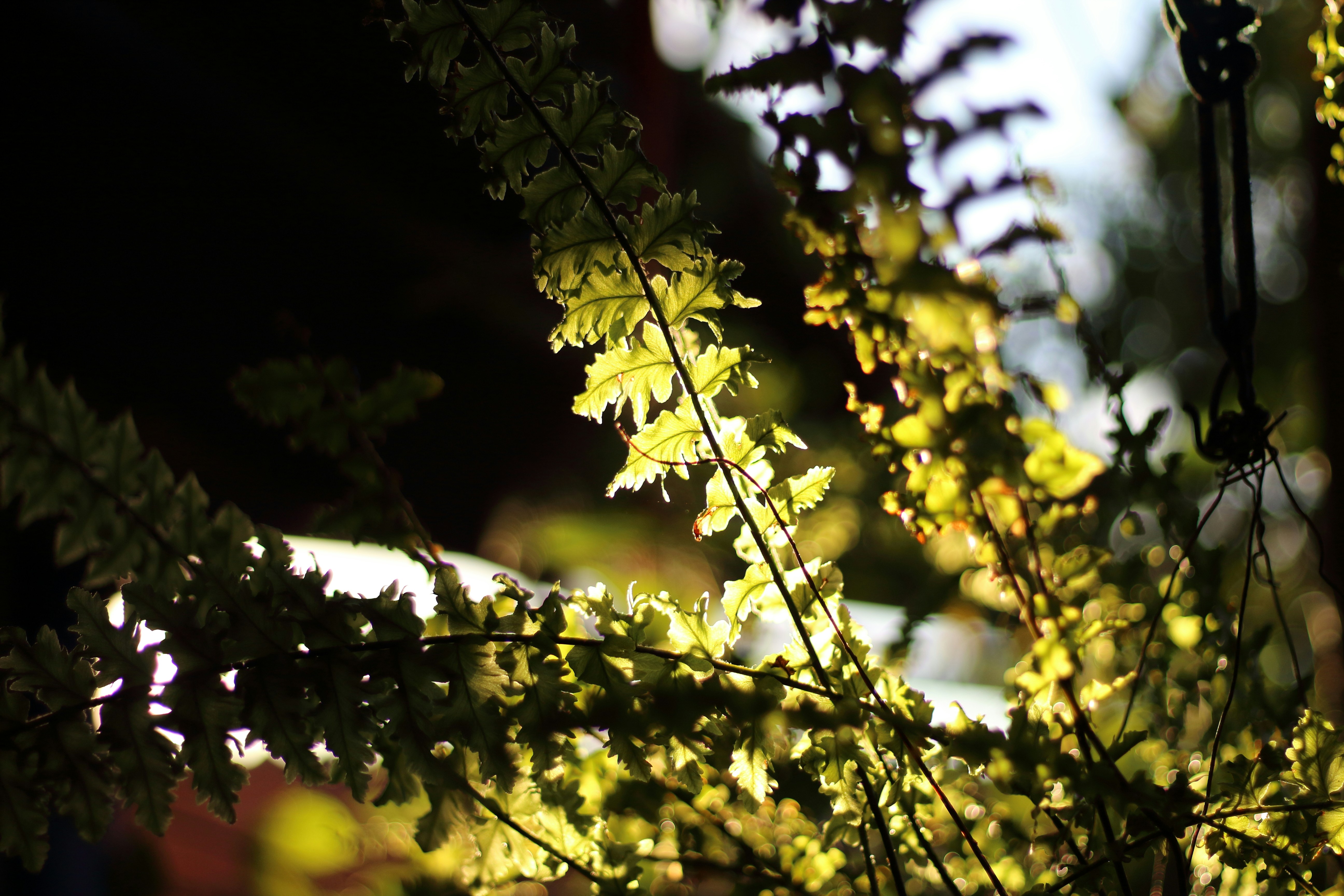 La lumière du soleil filtrant à travers les feuilles vertes de fougère