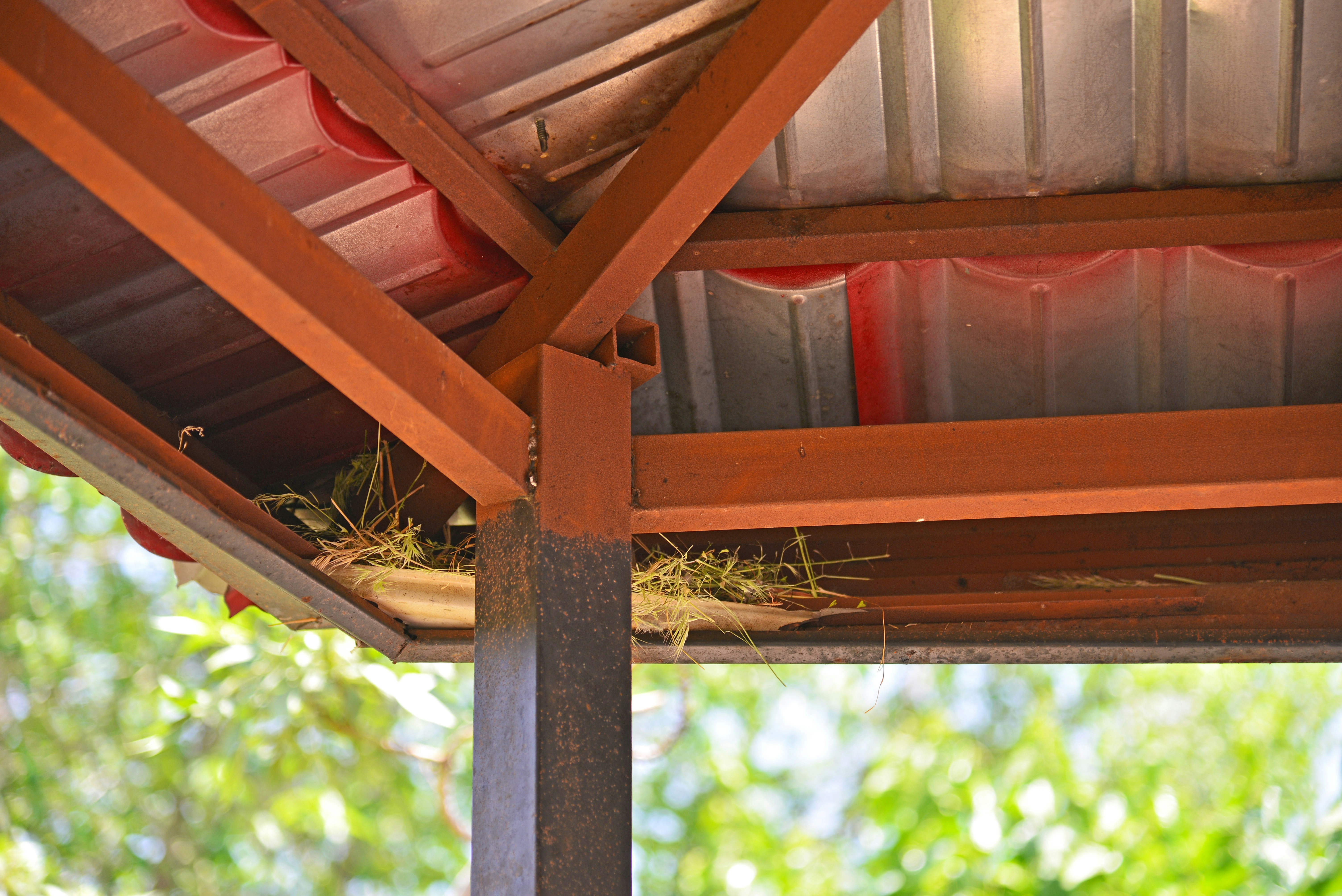 Bird nests under a metal roof structure