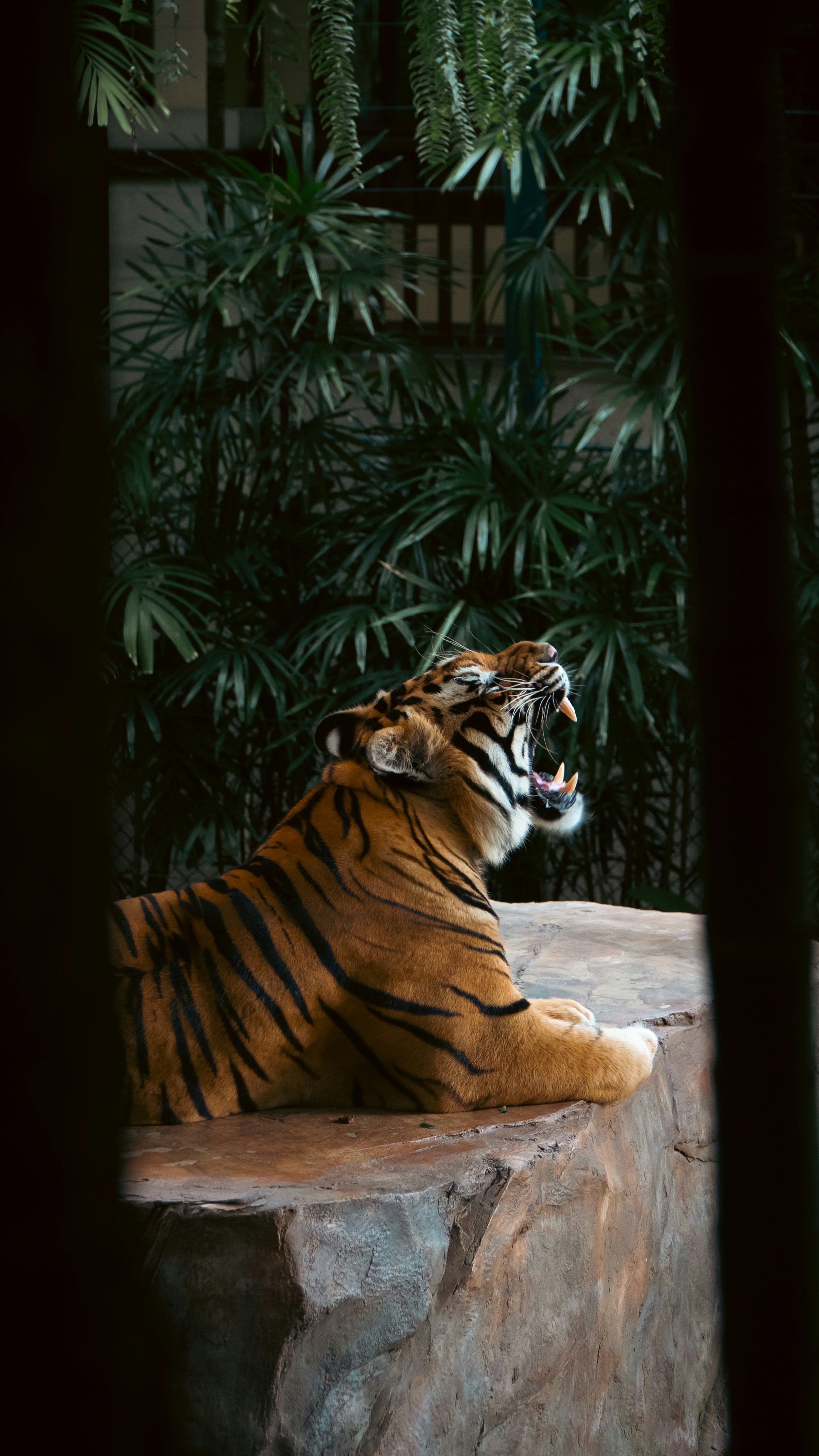 Tiger yawning with mouth wide open on rock.