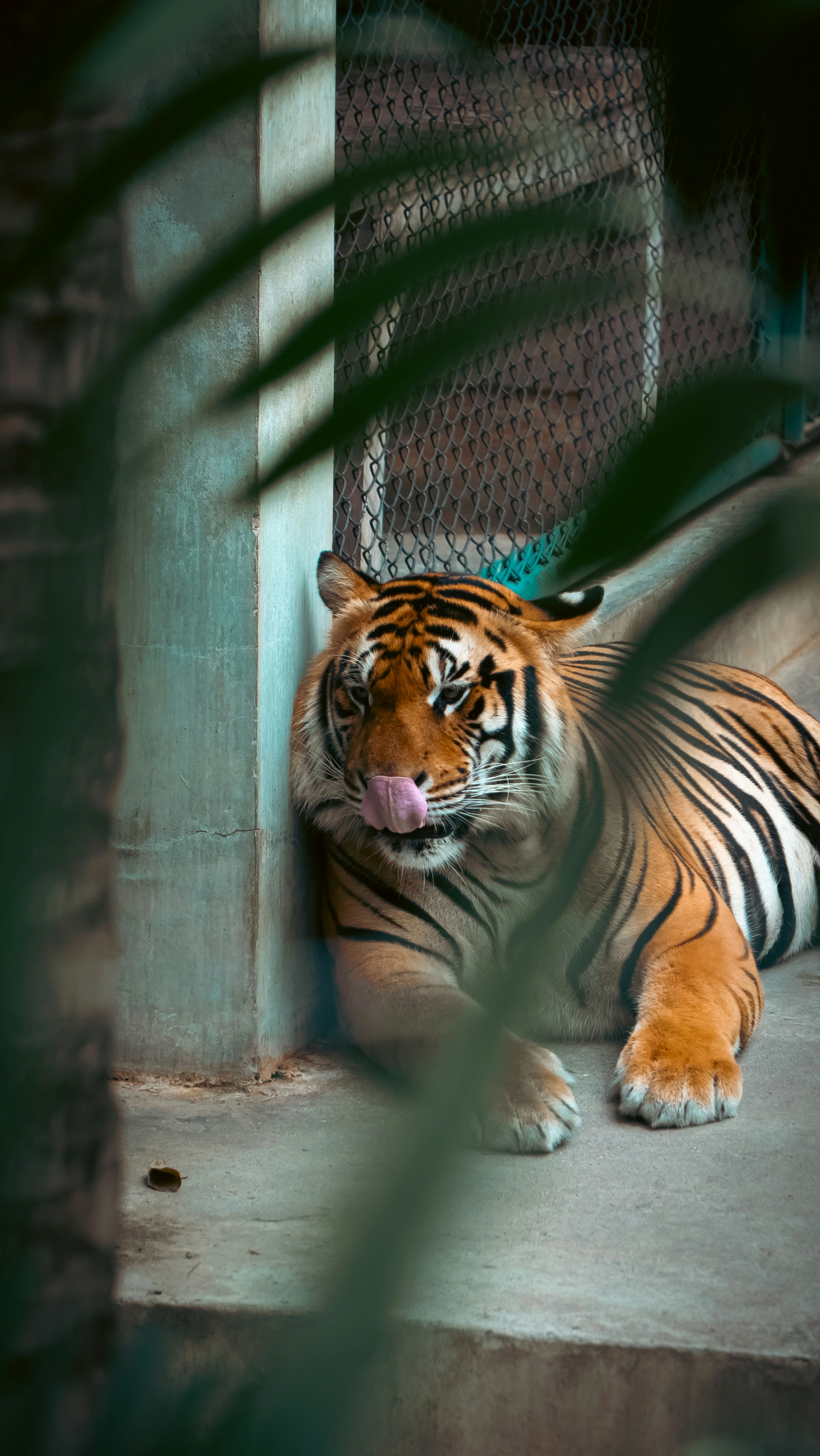 Tiger licking its nose while lying down