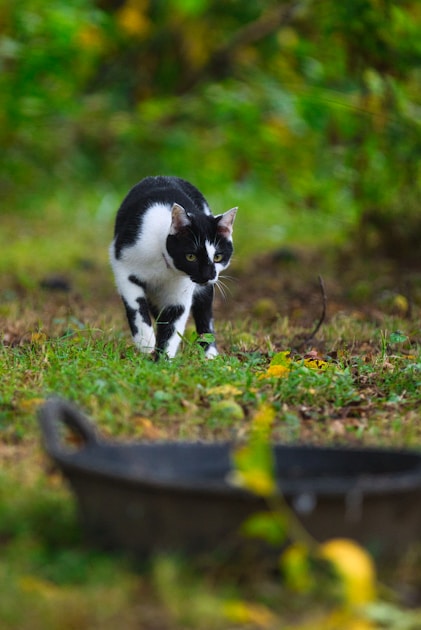 Hunter in camouflage gear blending into autumn hardwood forest background