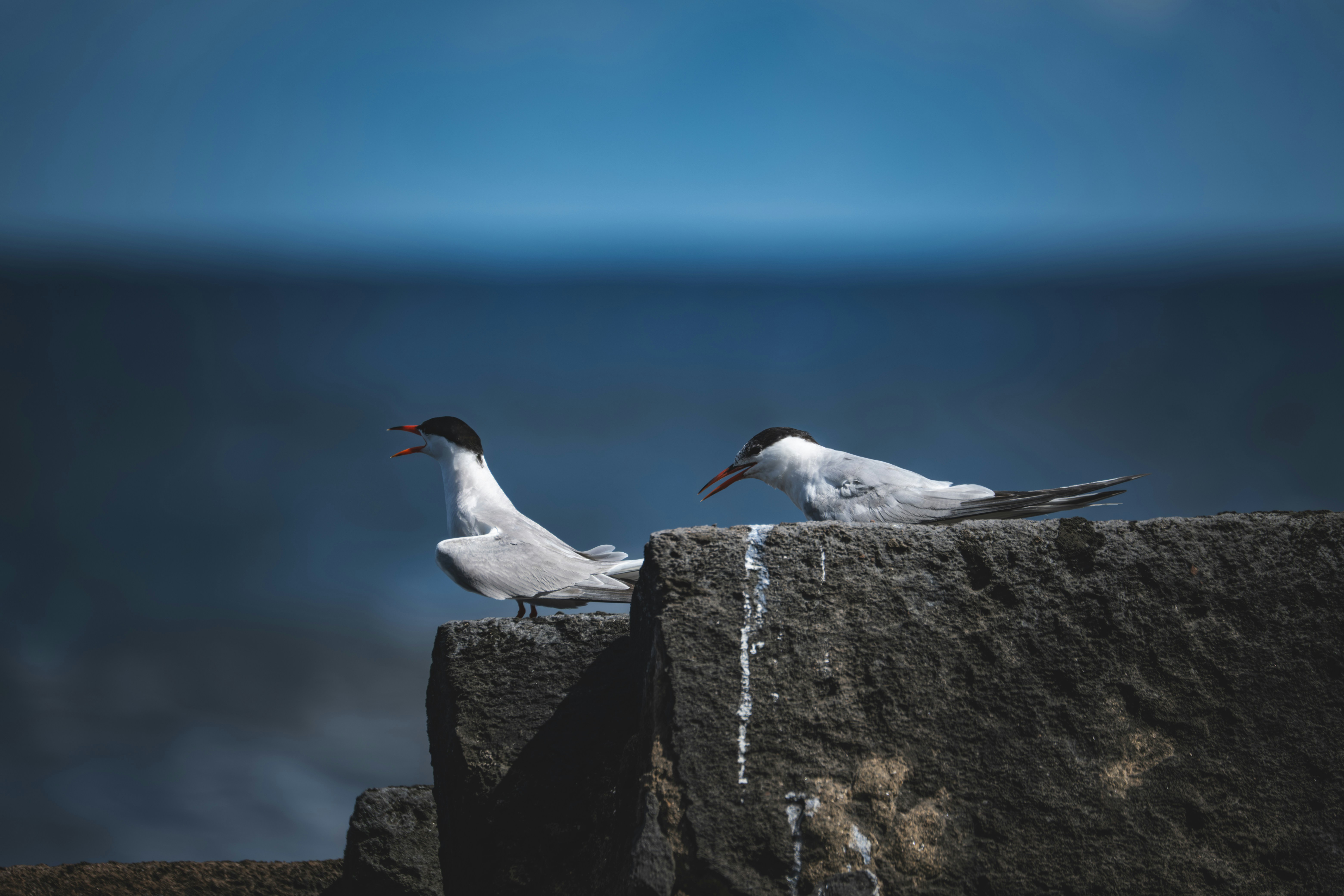 Photo by francesco_ungaro