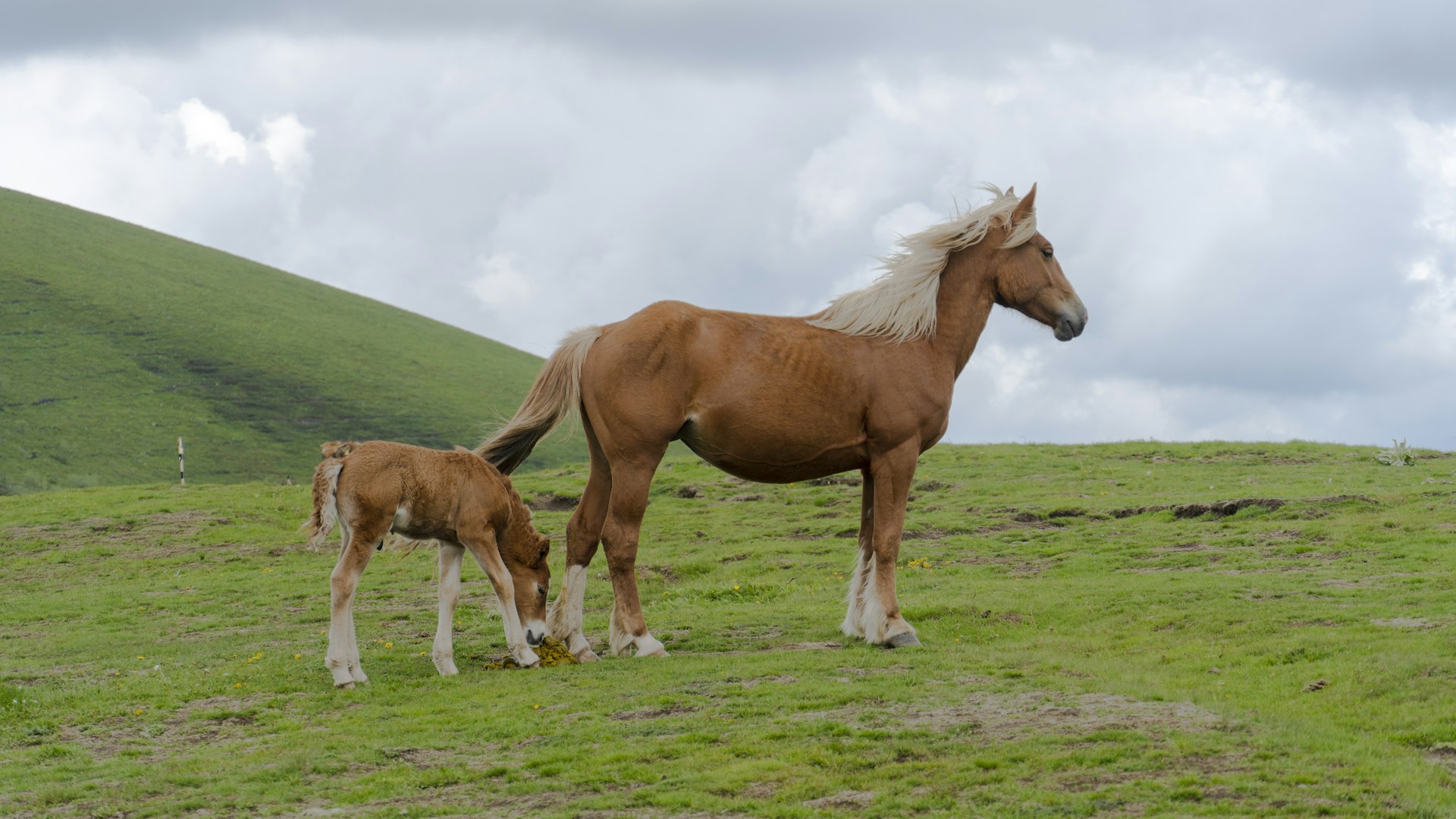 A brown horse and foal grazing on a grassy hill.