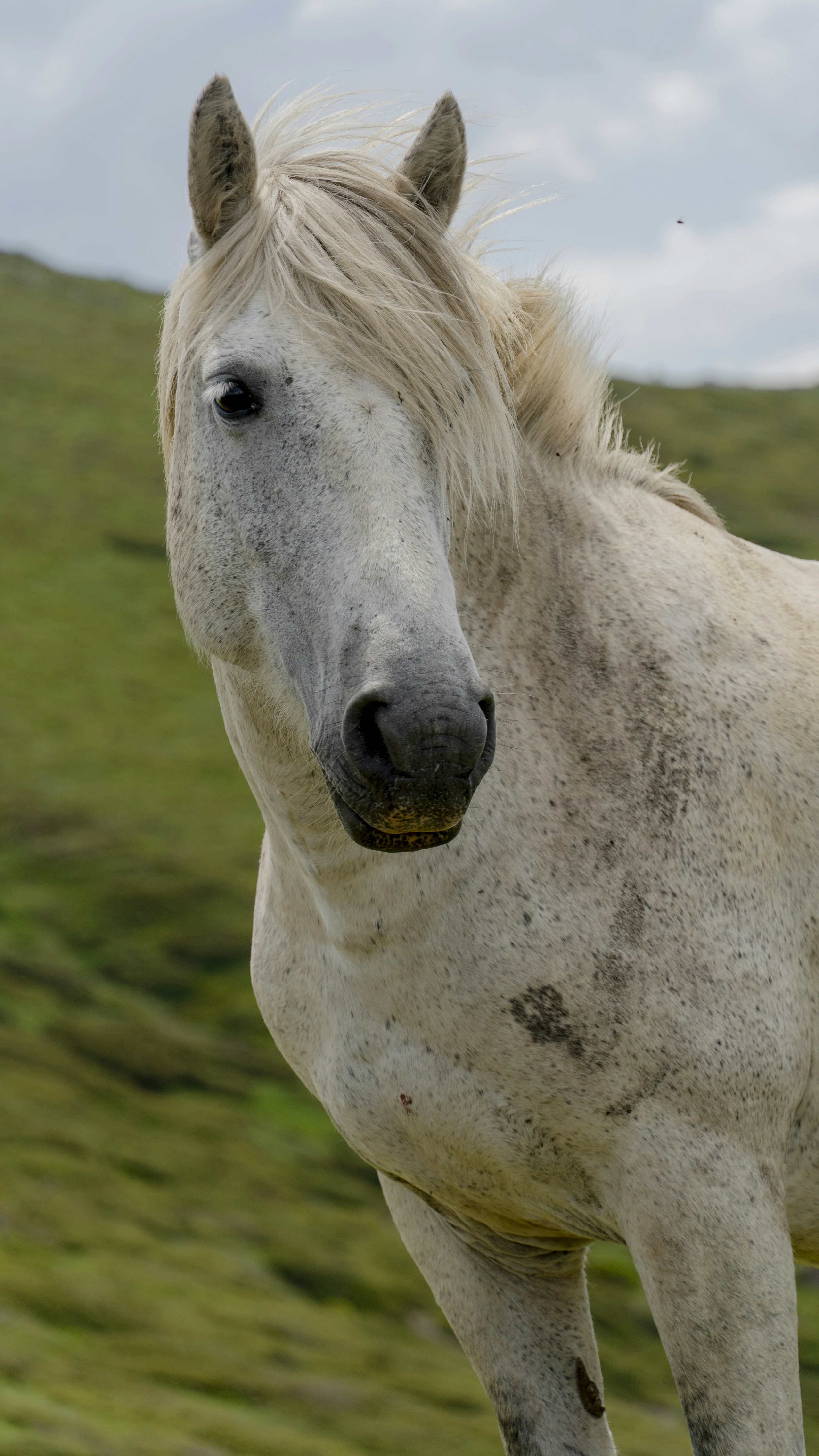 풀밭에 흰 말이 서 있습니다.