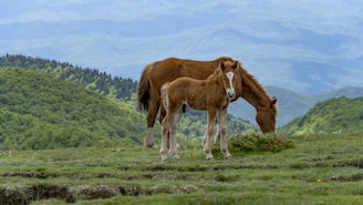 A mother horse and foal grazing in a mountain meadow.