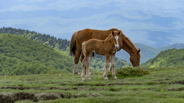 A mother horse and foal grazing in a mountain meadow.
