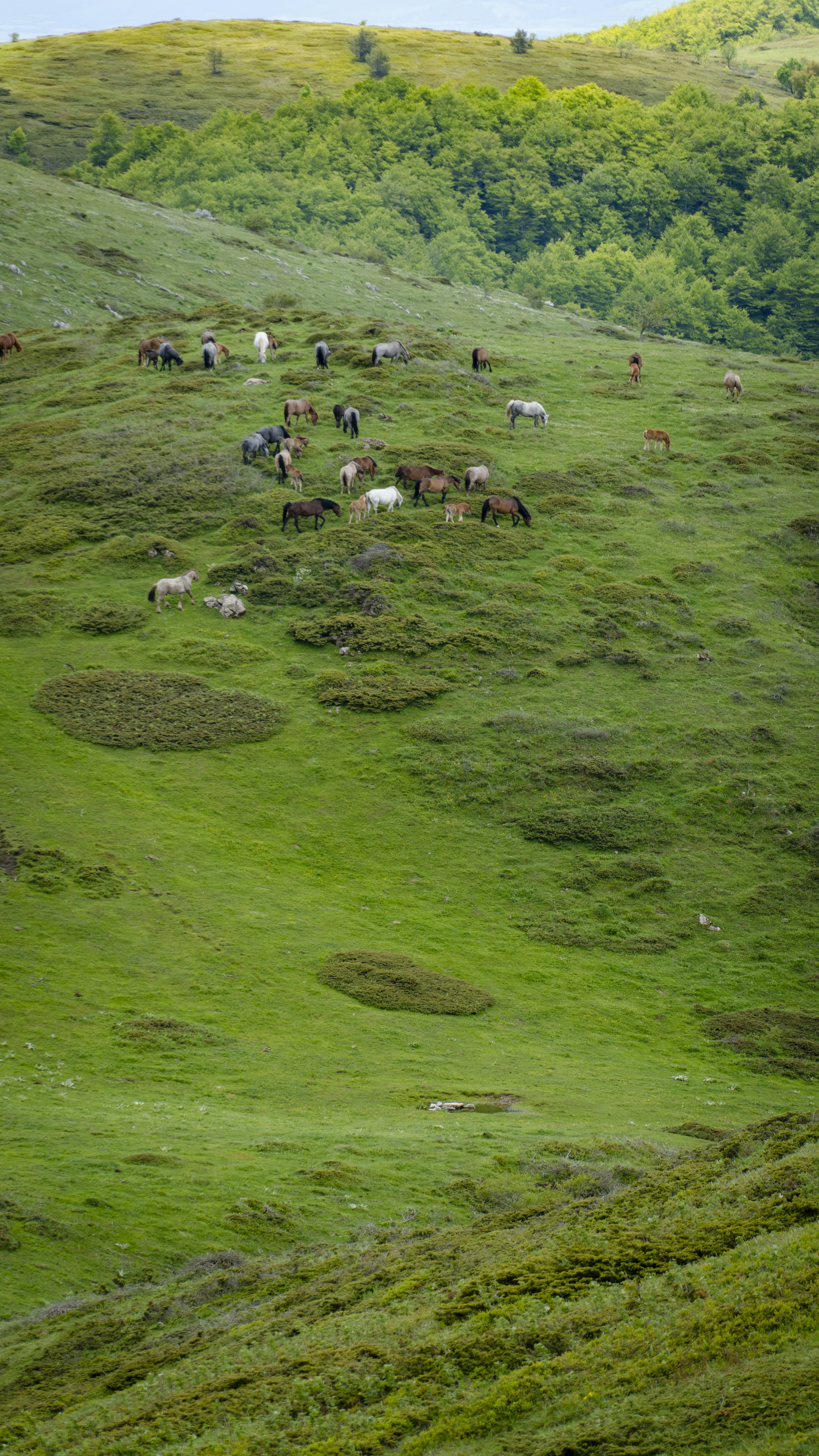 숲을 배경으로 무성한 녹색 언덕에서 풀을 뜯는 말