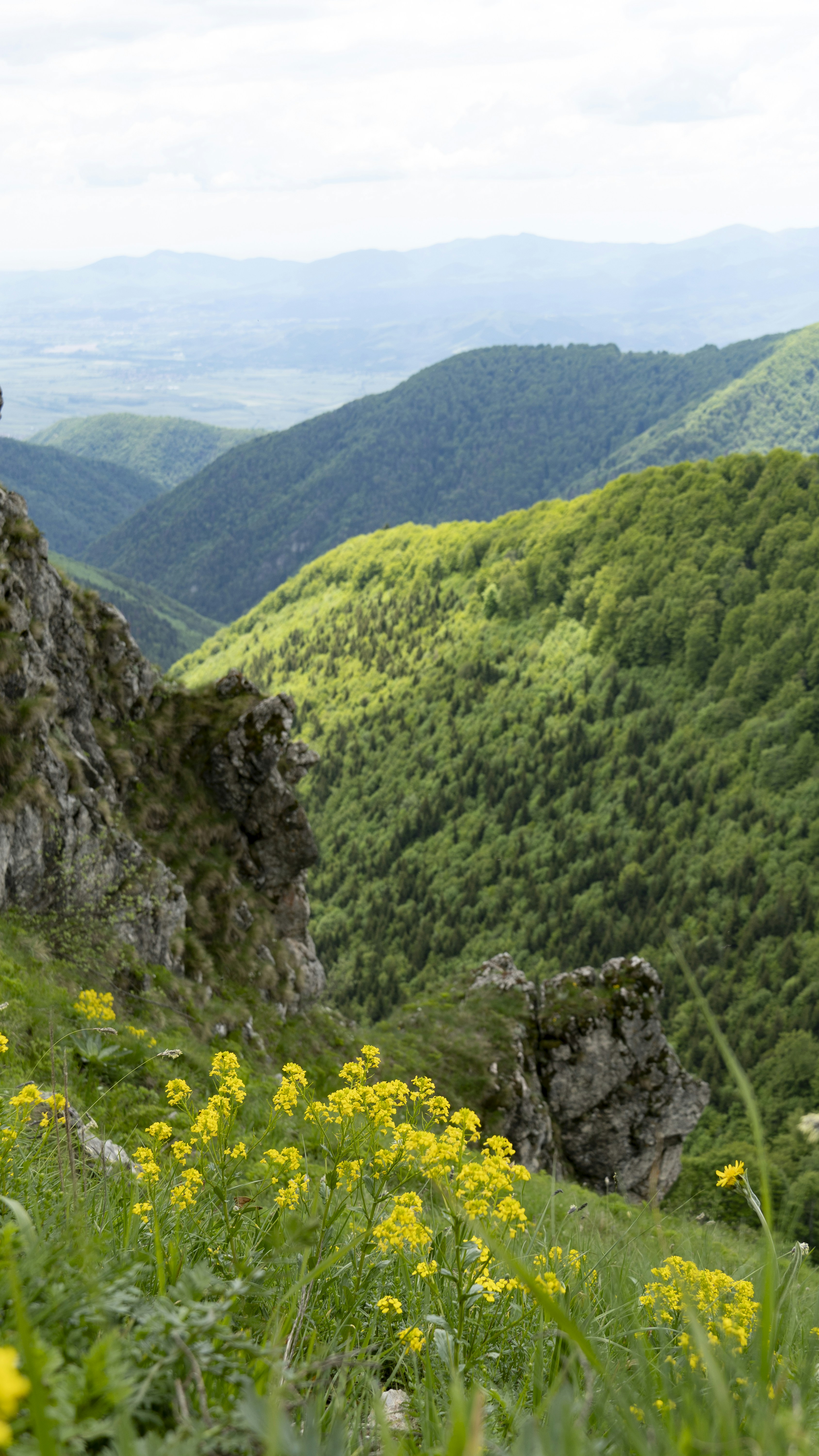 풀이 무성한 산비탈에 노란 야생화가 피어납니다.