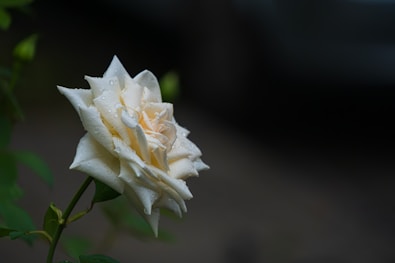 A delicate white rose with green leaves outdoors.