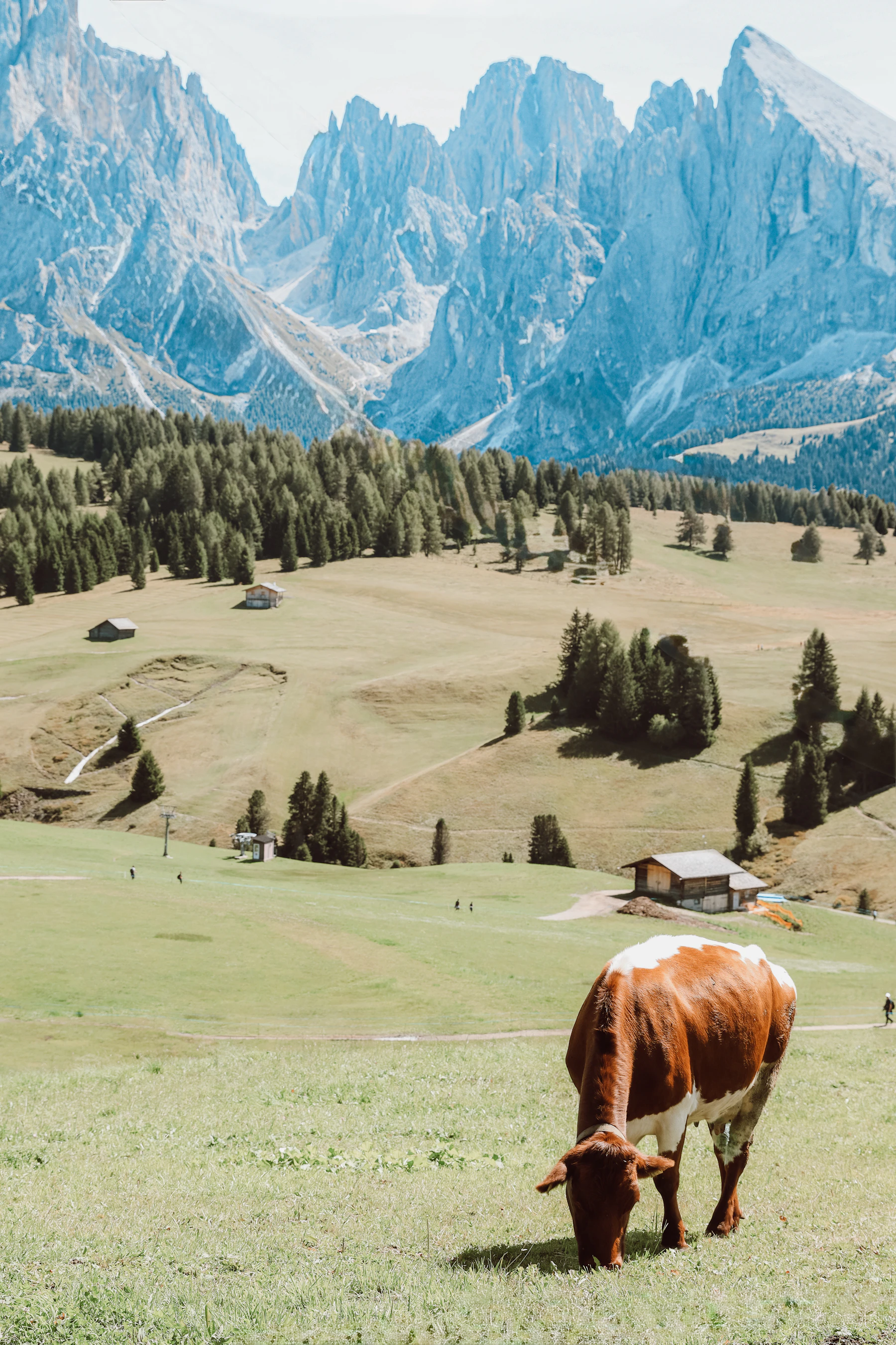Krowa na pastwisku wśród łąk i gór w Rocca Pietore, w Dolomiti Bellunesi
