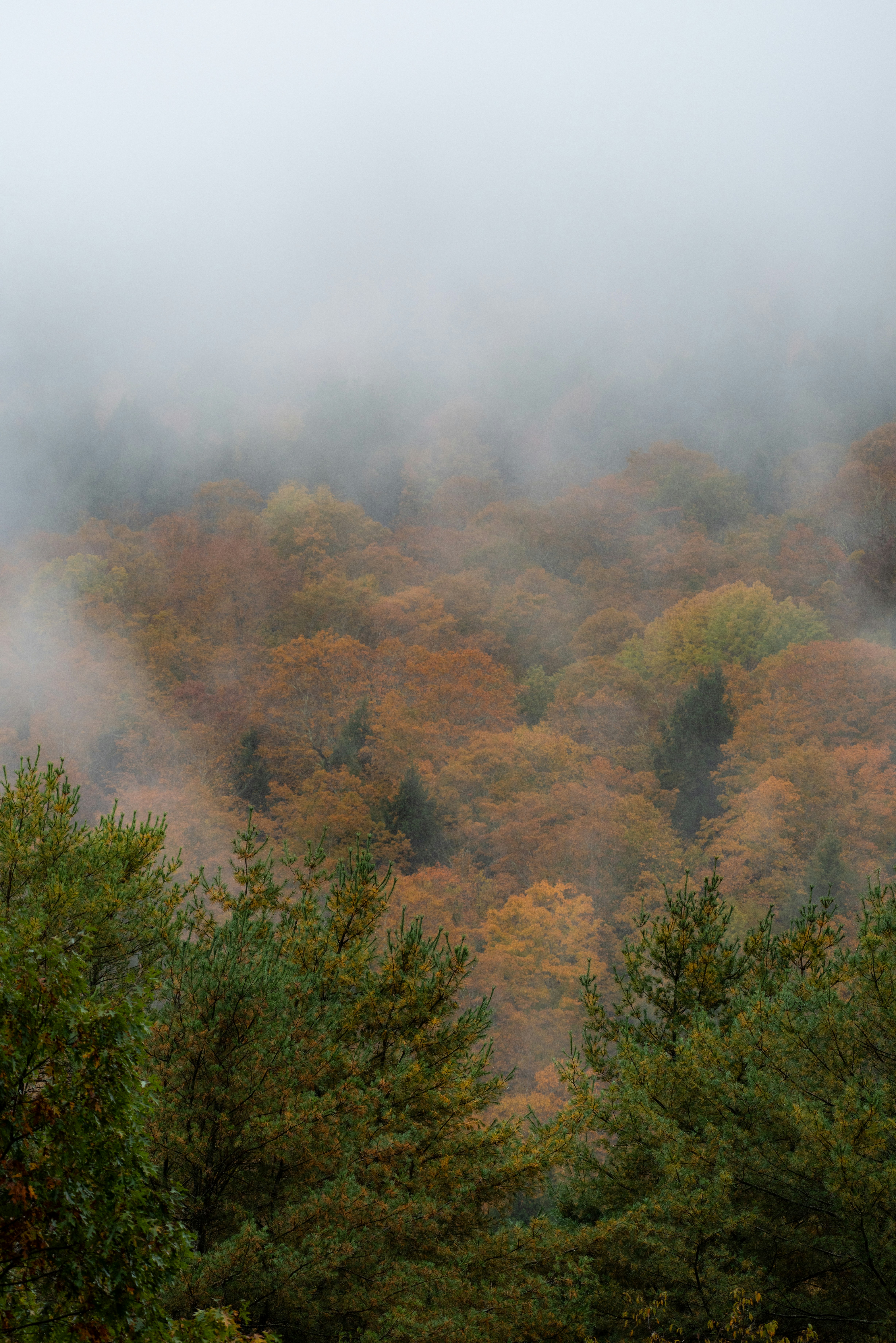 Misty autumn forest with colorful trees and evergreens.