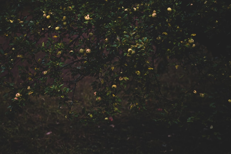 Apples growing on a tree branch at night
