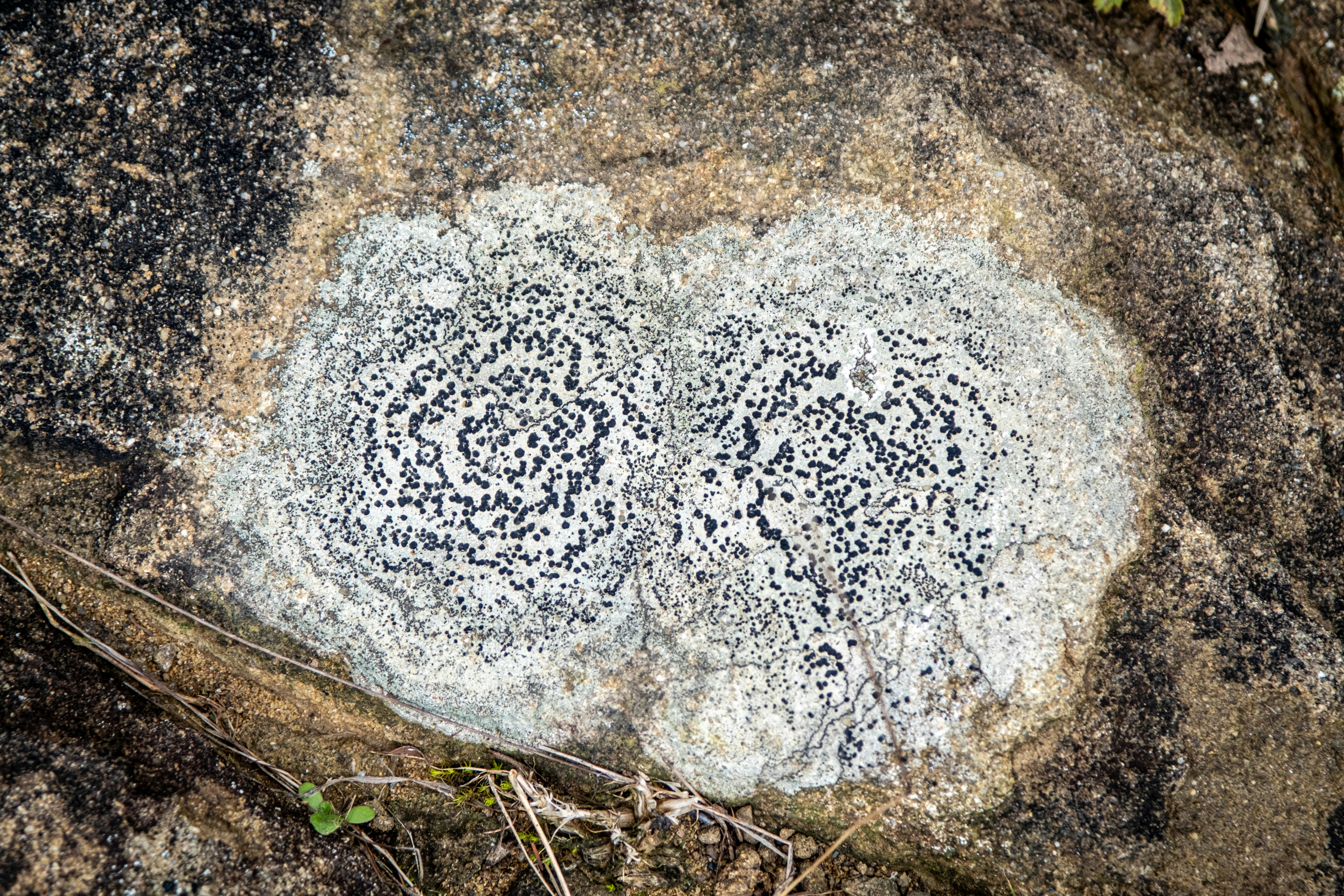Two circular patches of lichen on a rock.