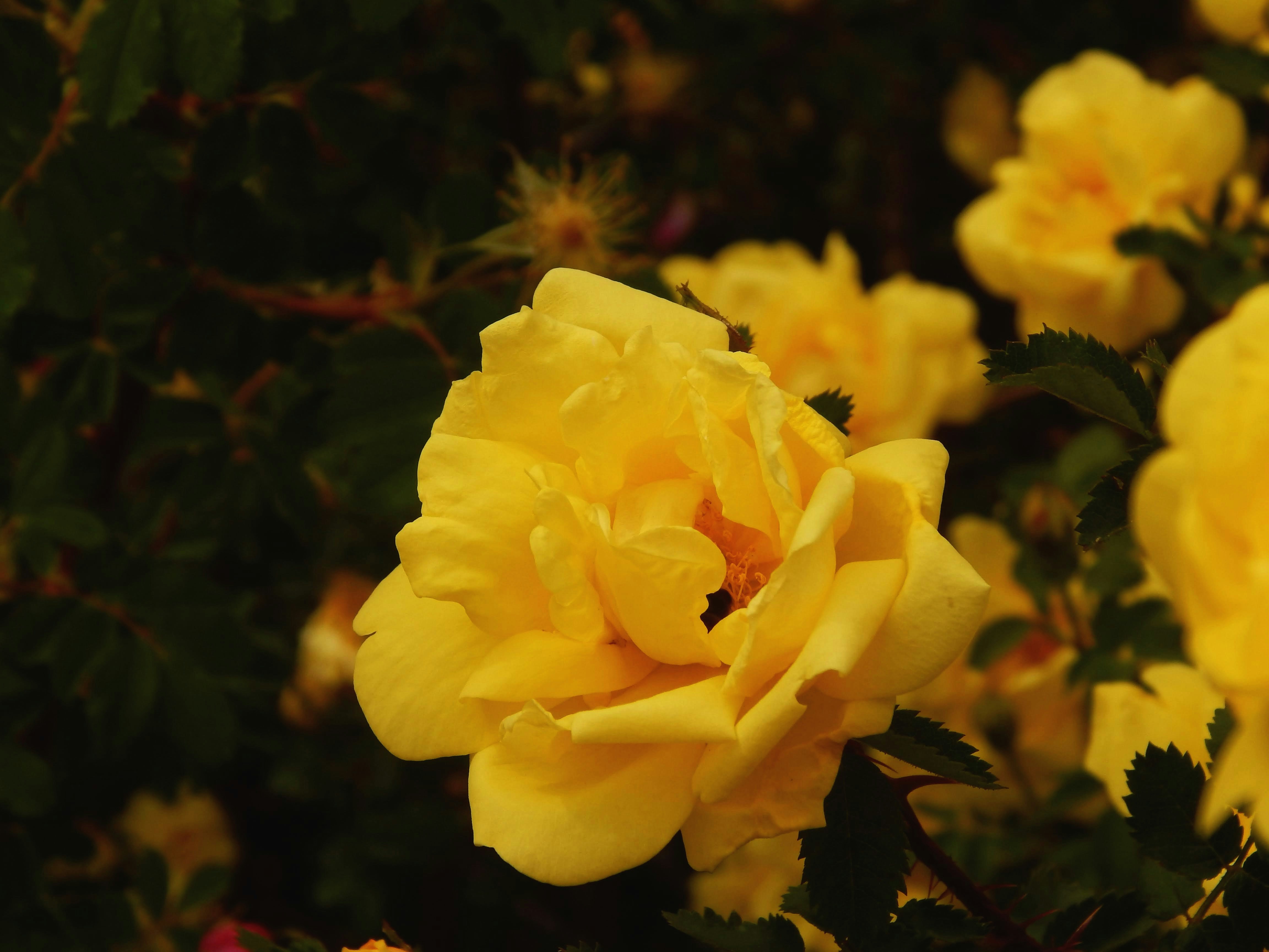 A bright yellow rose blooms in a garden.