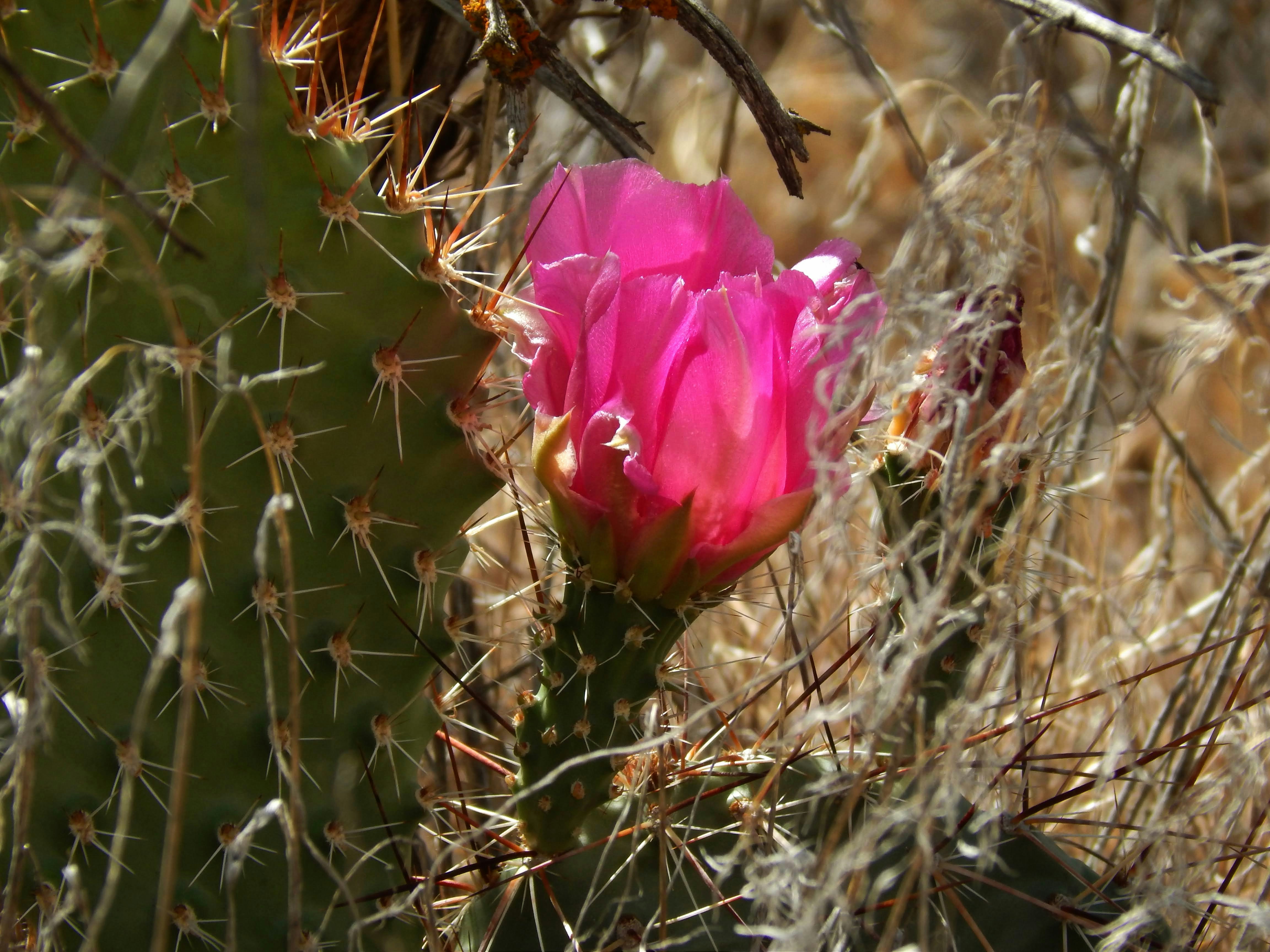 Pink cactus flower blooming on a prickly pear cactus.
