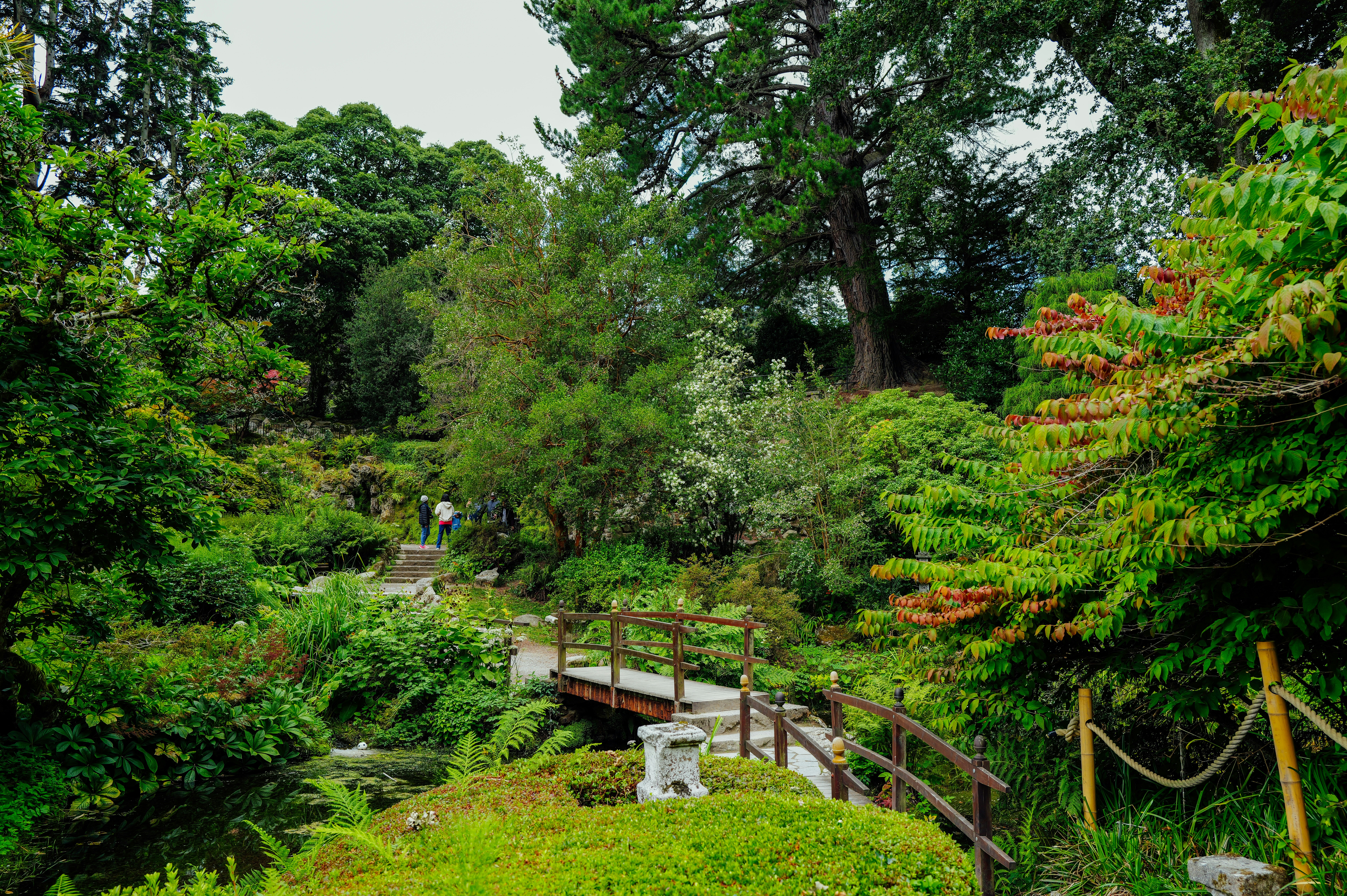 Wooden bridge crosses a stream in a lush green garden.