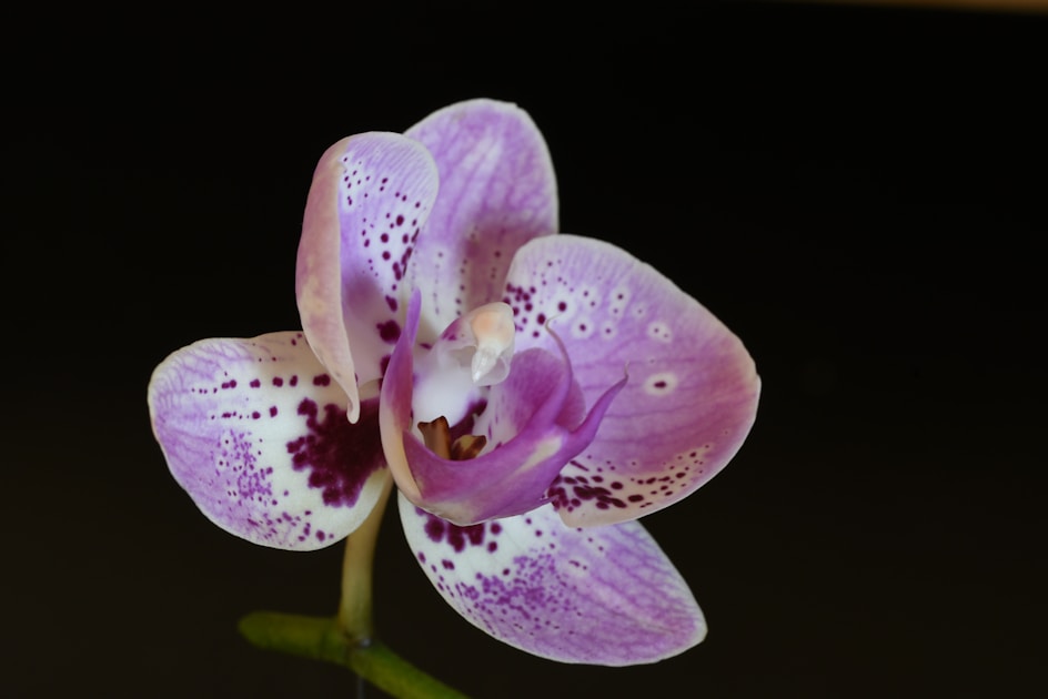 Best soil for balcony plants: detailed close-up view