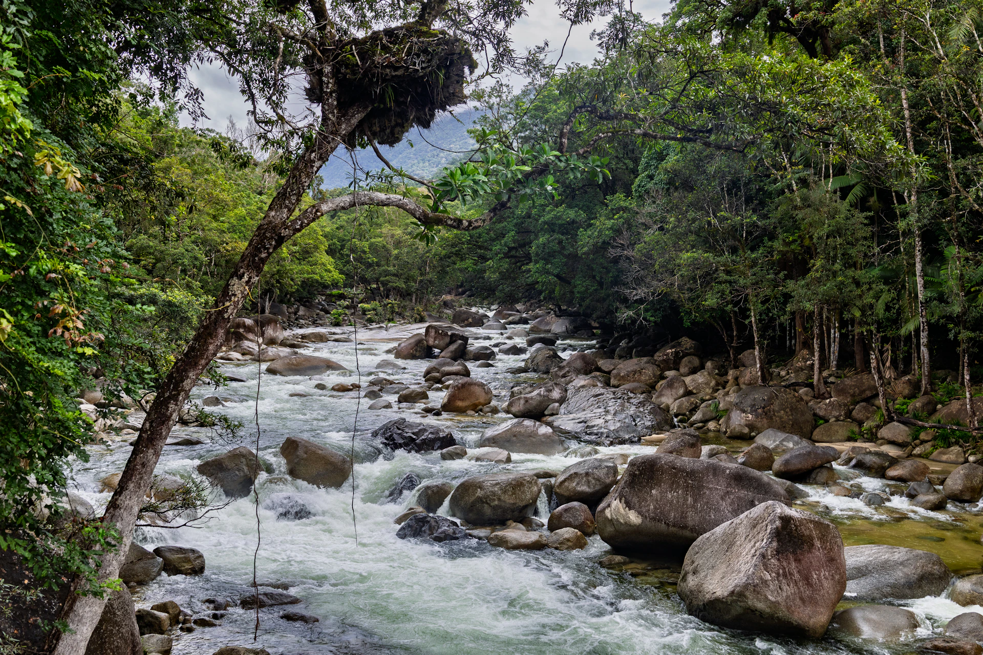 A rocky river flows through a lush green forest