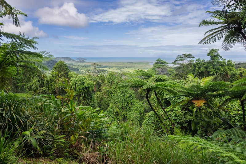 Daintree Rainforest canopy and exotic birds