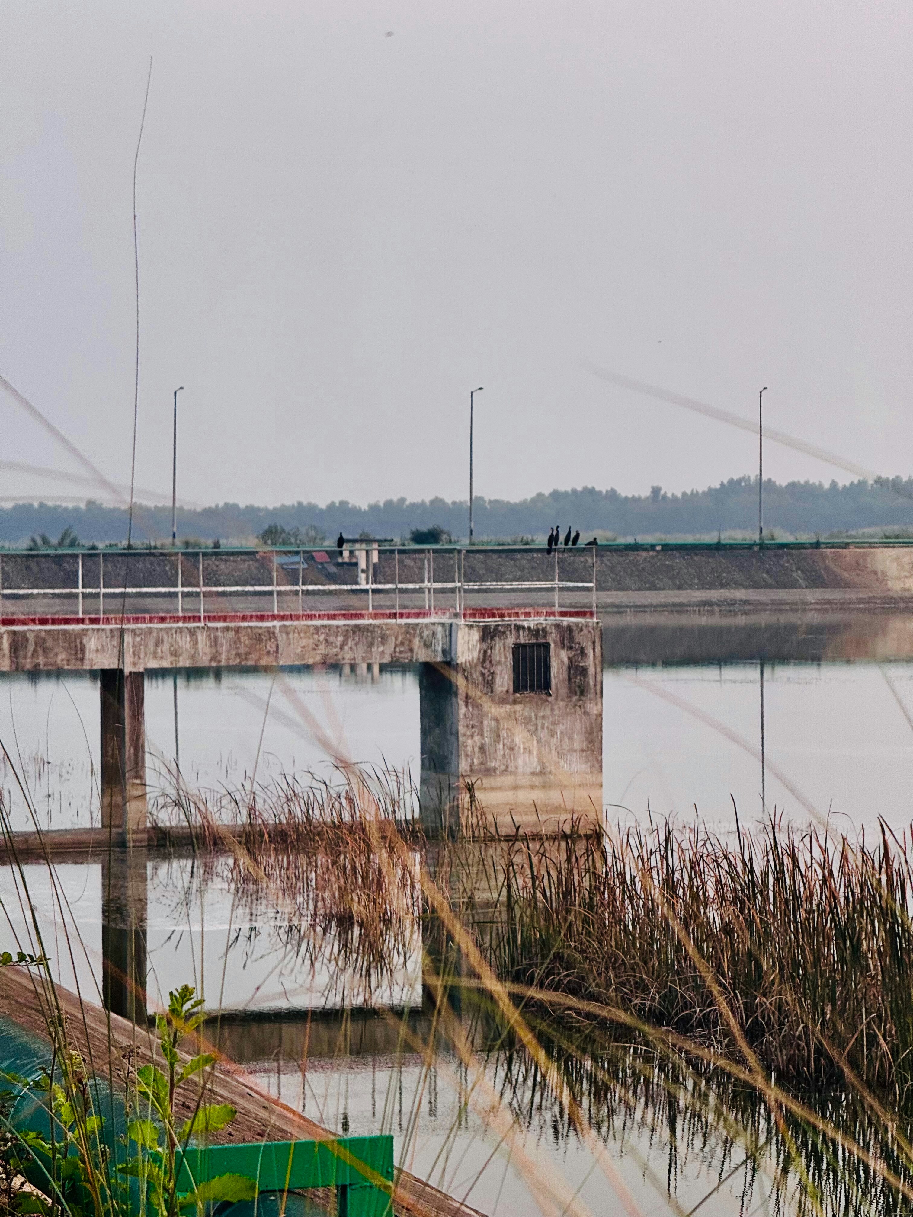 Concrete structure on a calm lake with reeds
