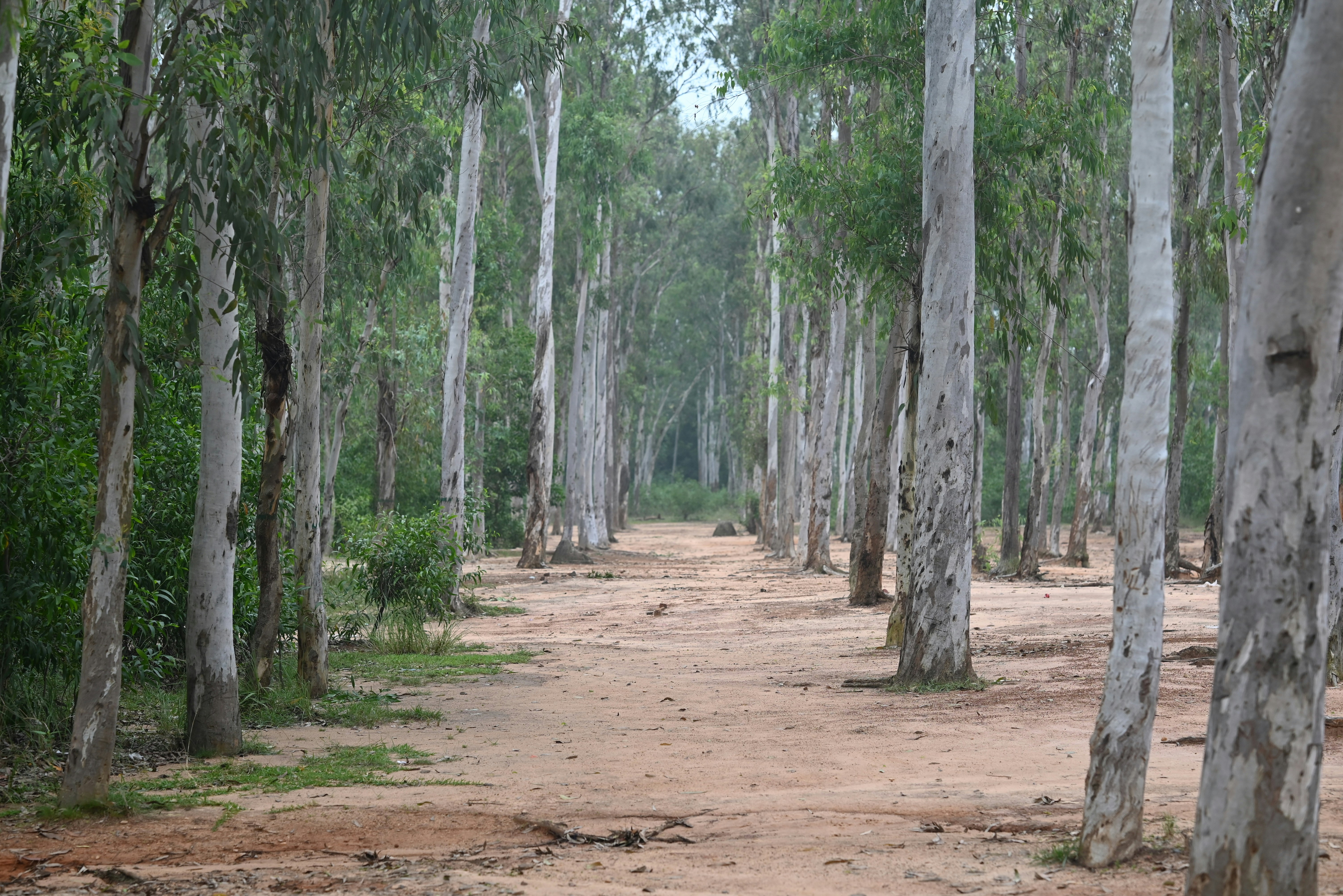 Eucalyptus Park