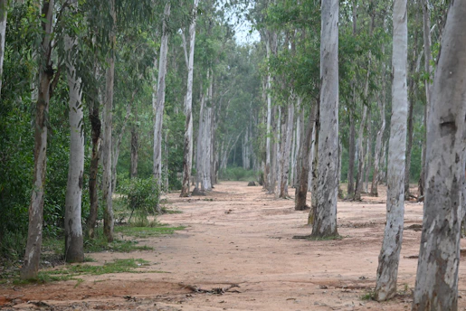 A dirt path lined with tall eucalyptus trees