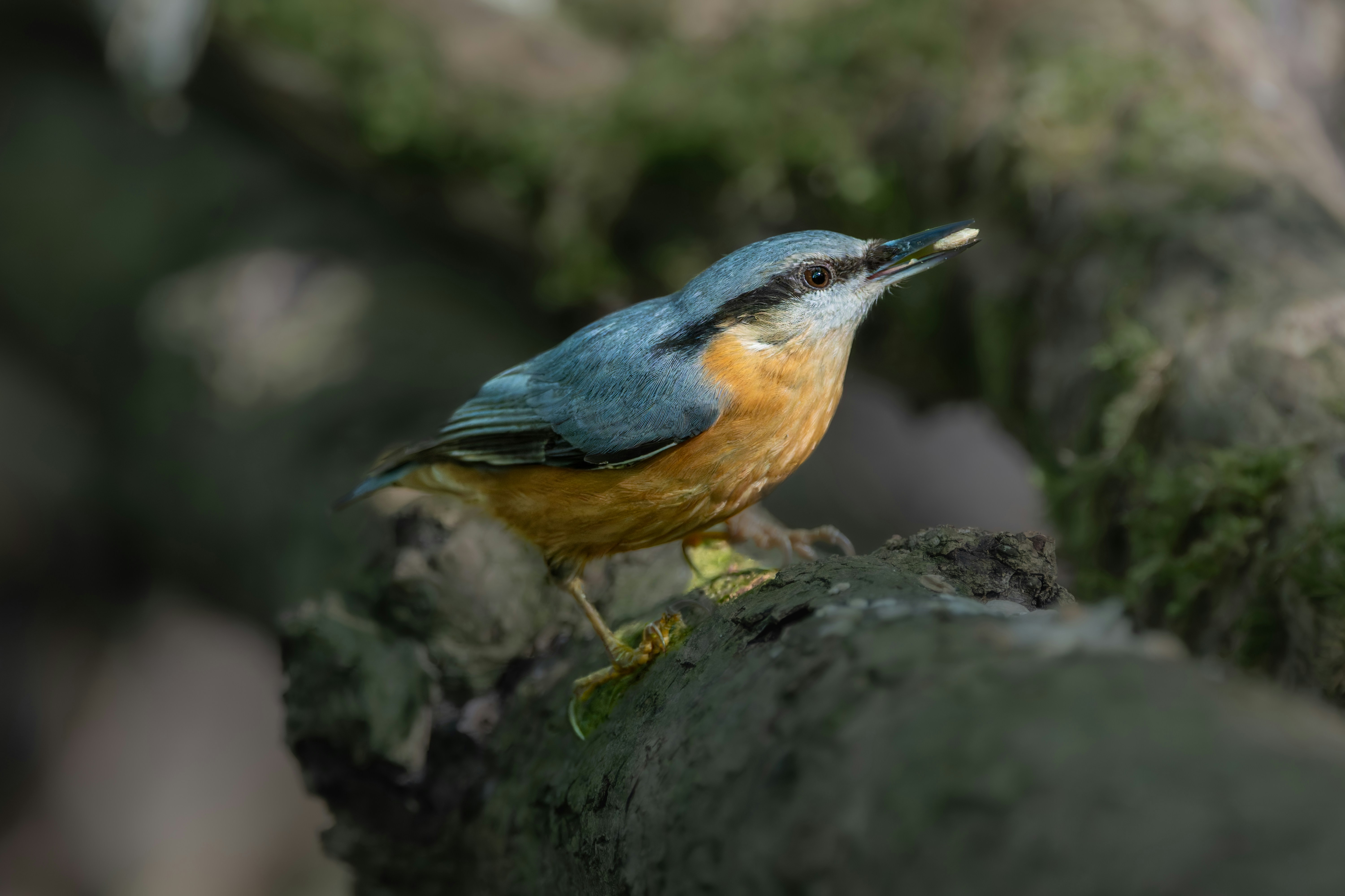 Photo by siegfriedpoepperl