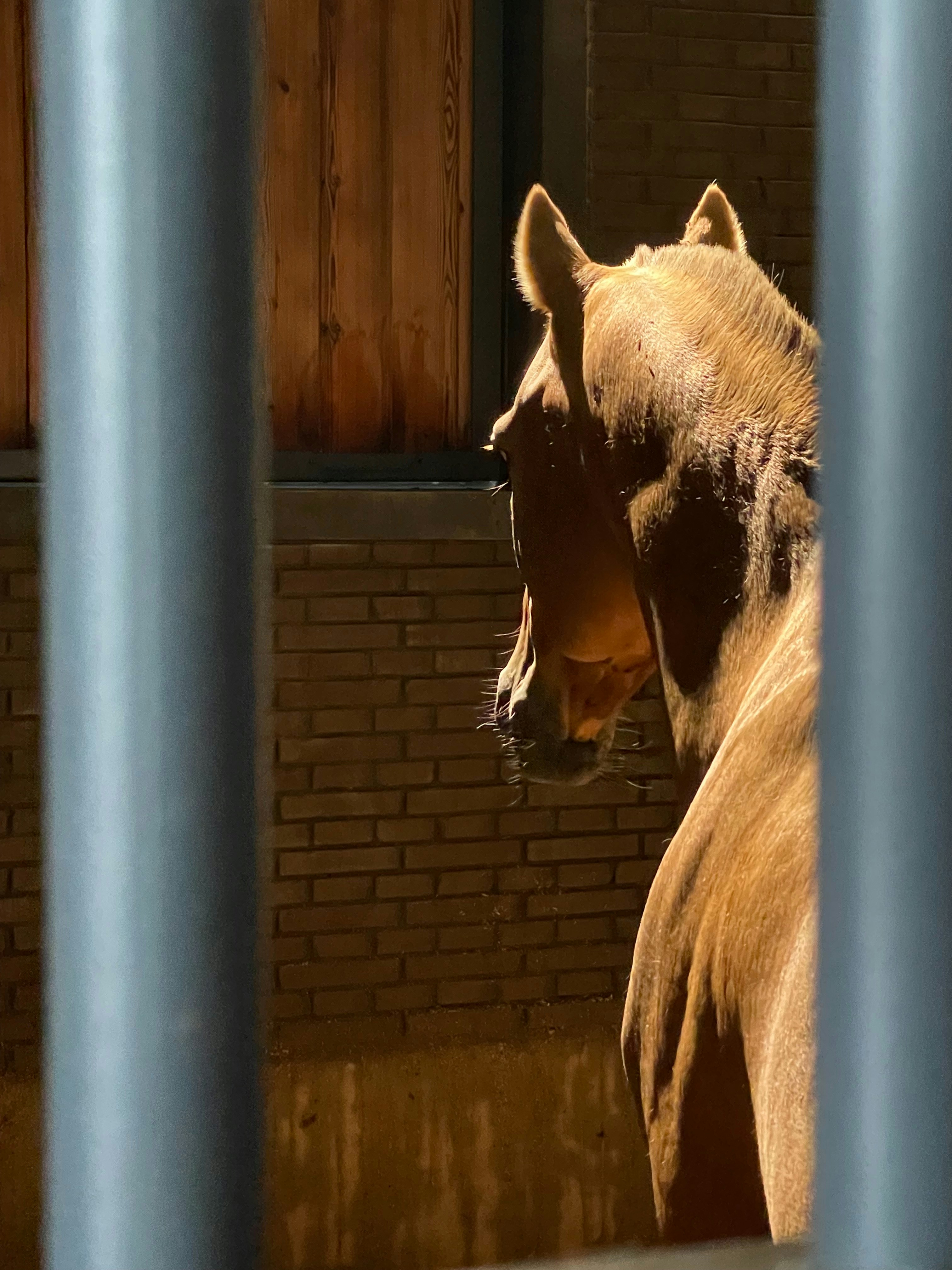 Ein braunes Pferd steht in einem Stall, der vom Sonnenlicht beleuchtet wird.